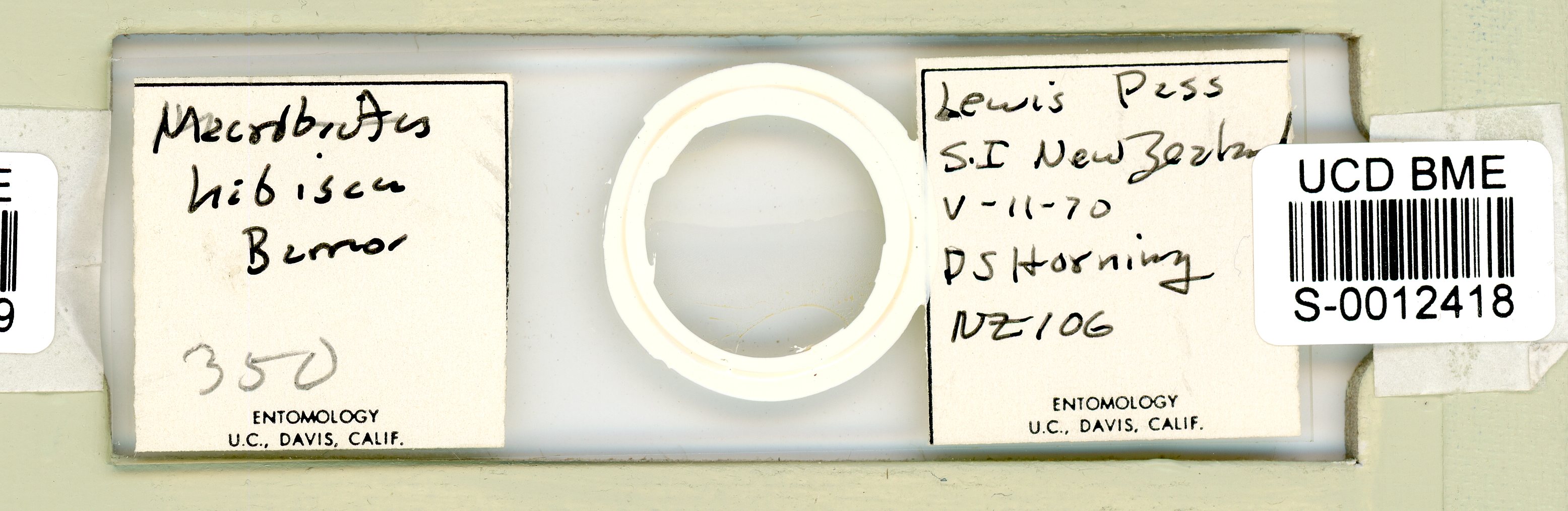 Macrobiotus hibiscus image