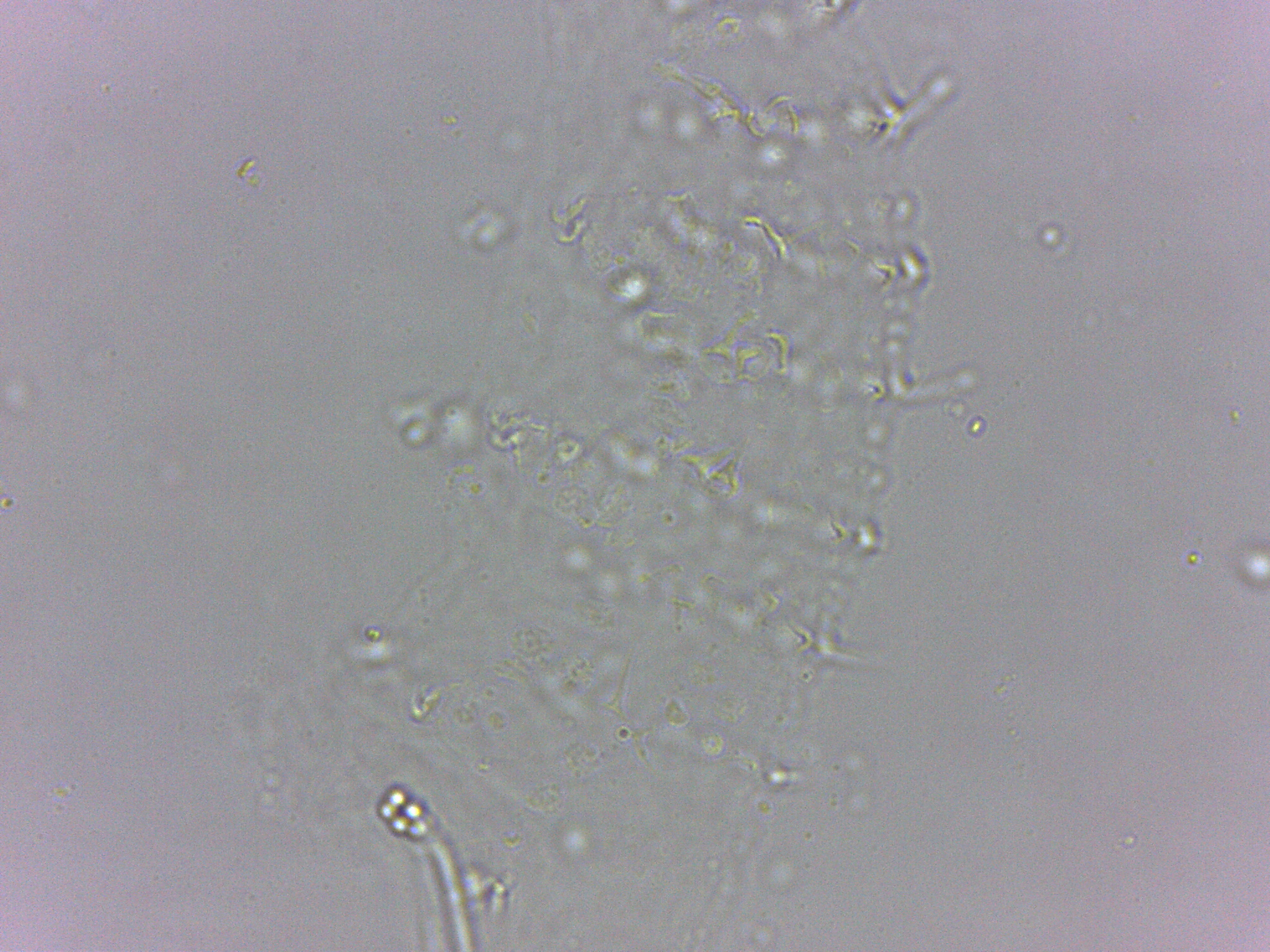 Calohypsibius ornatus image