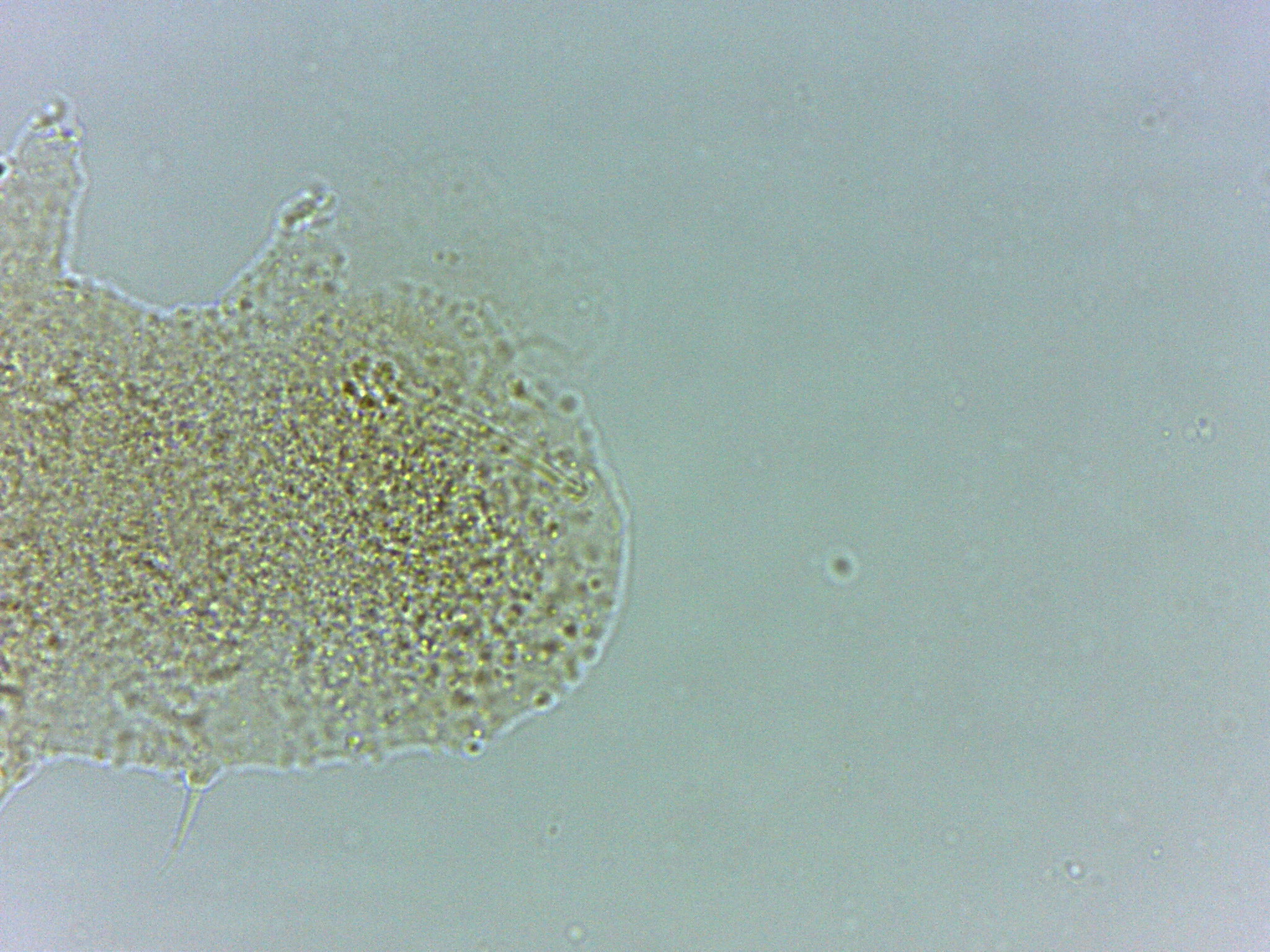 Calohypsibius ornatus image
