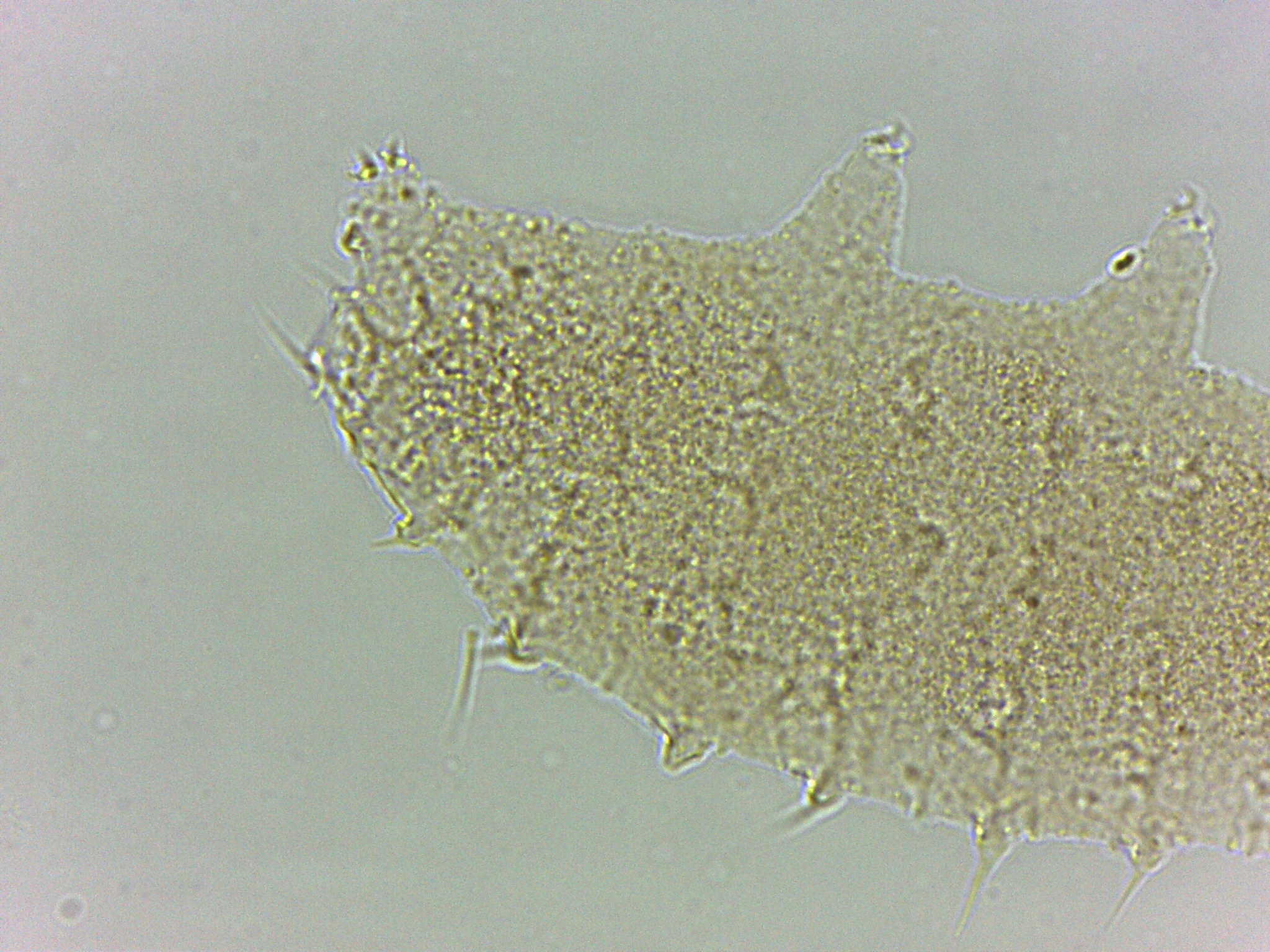 Calohypsibius ornatus image