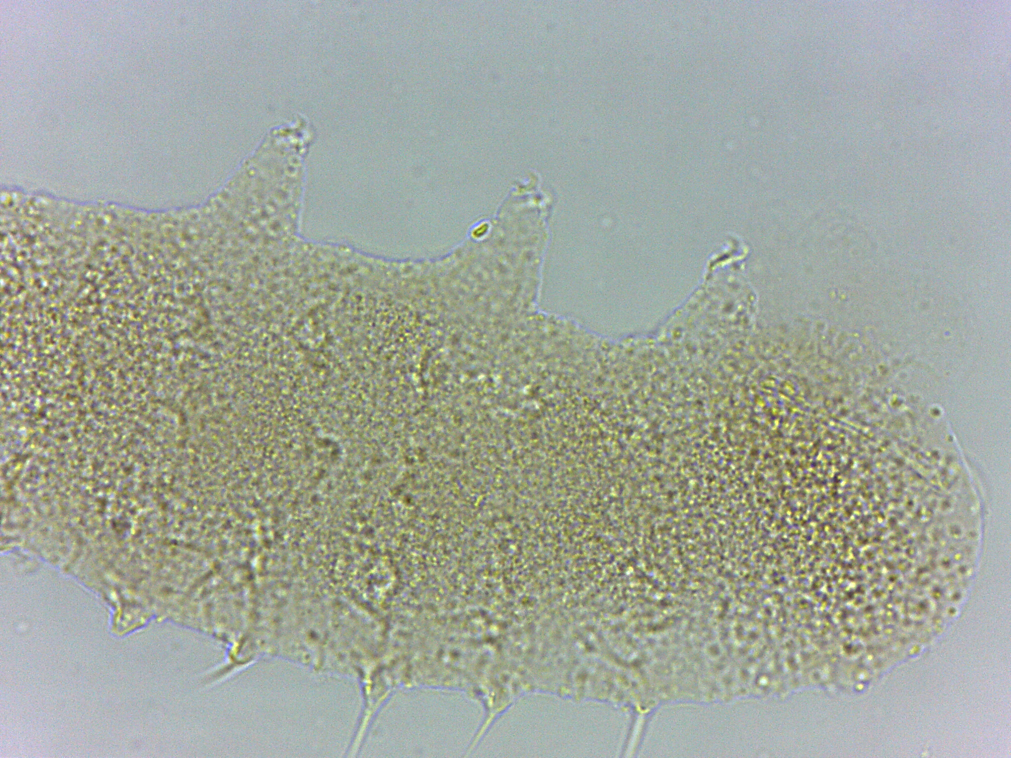 Calohypsibius image