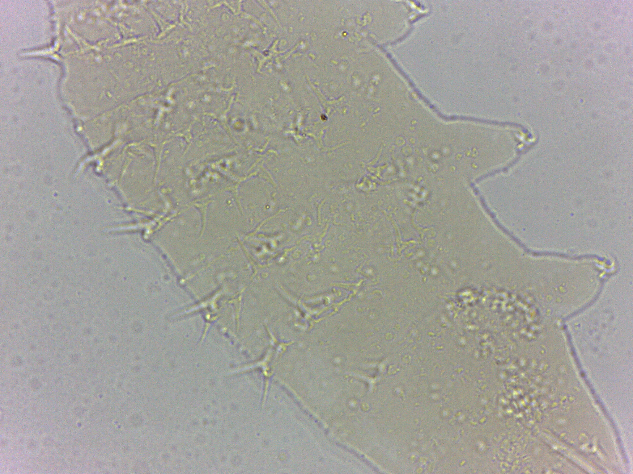 Calohypsibius ornatus image
