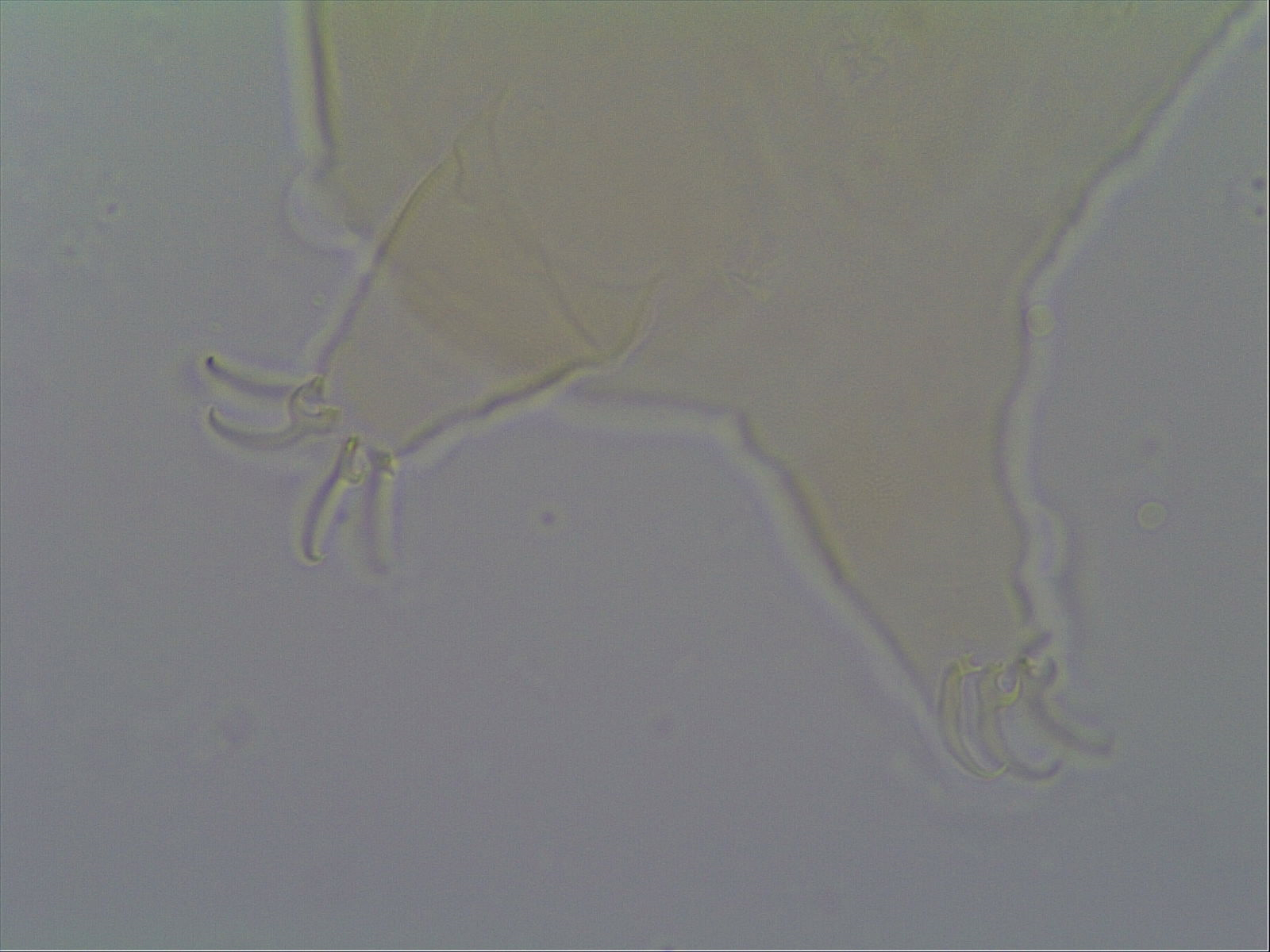 Hypechiniscus image