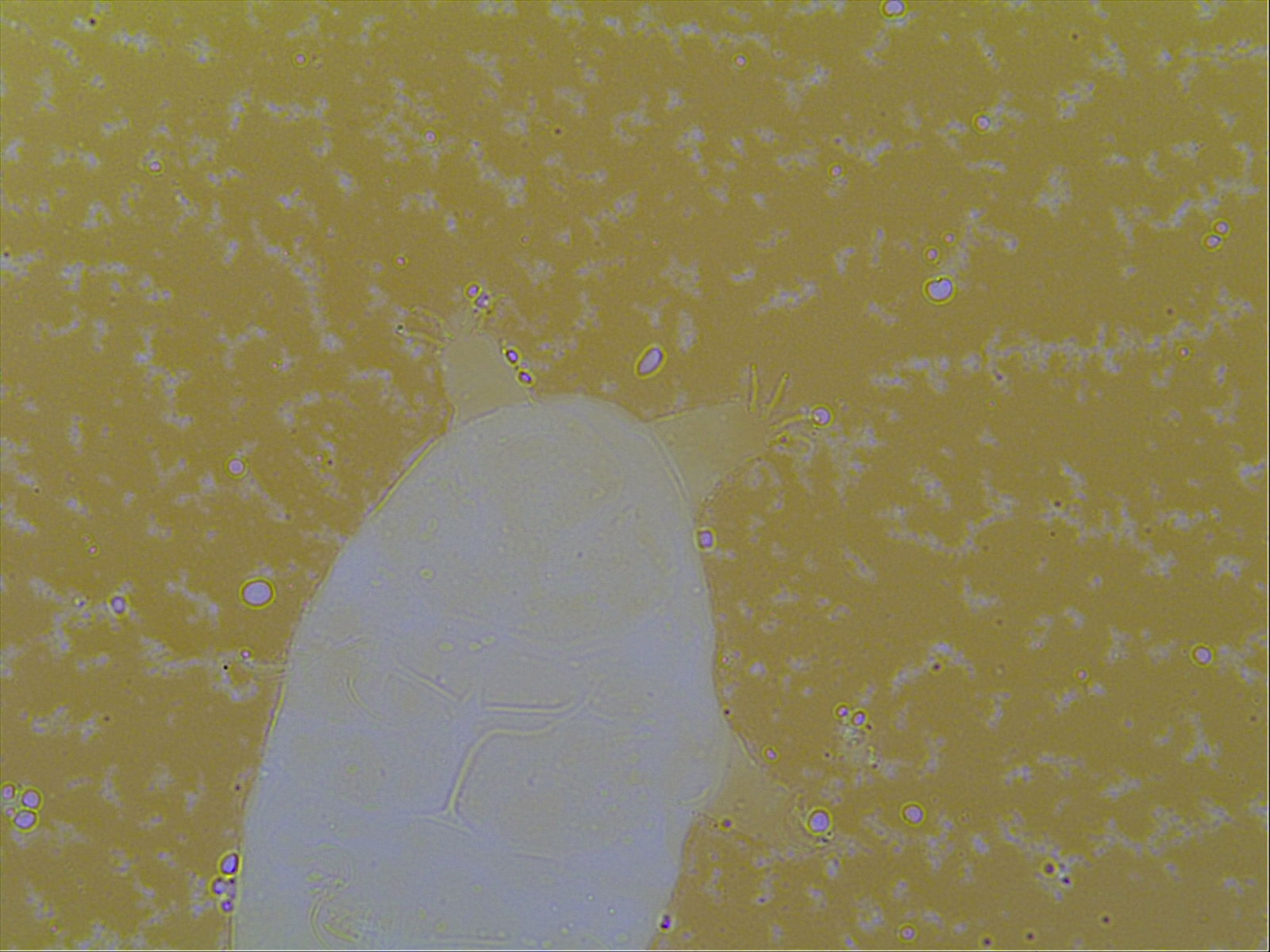 Hypechiniscus gladiator image