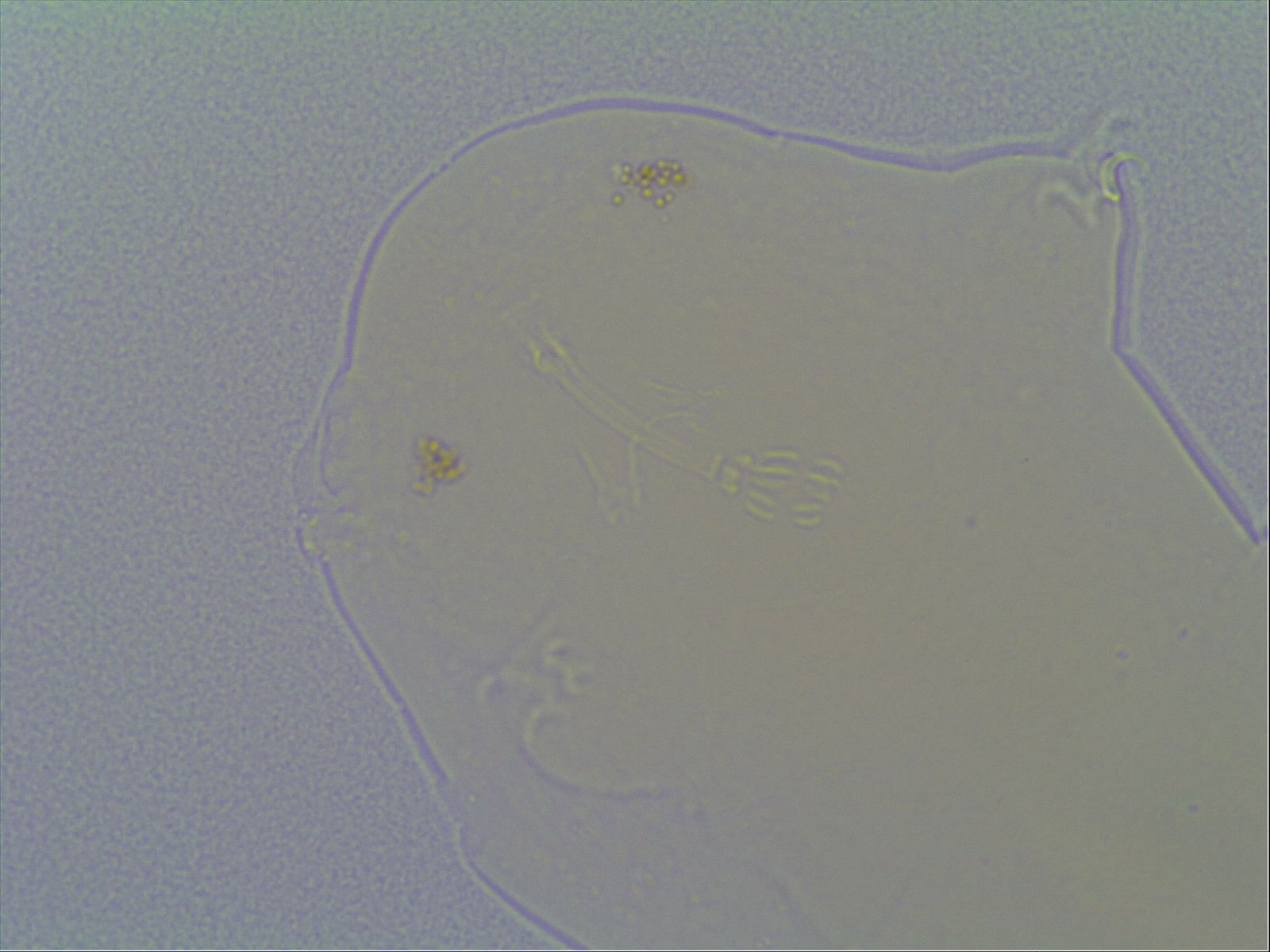 Hypsibius allisoni image