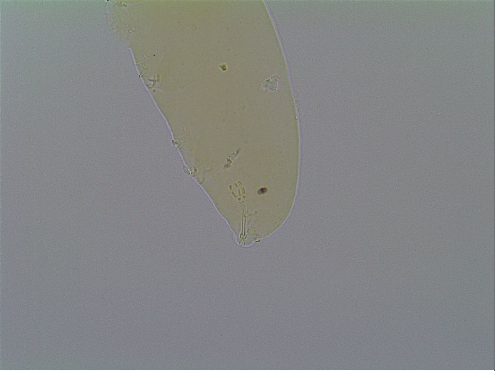 Hypsibius allisoni image
