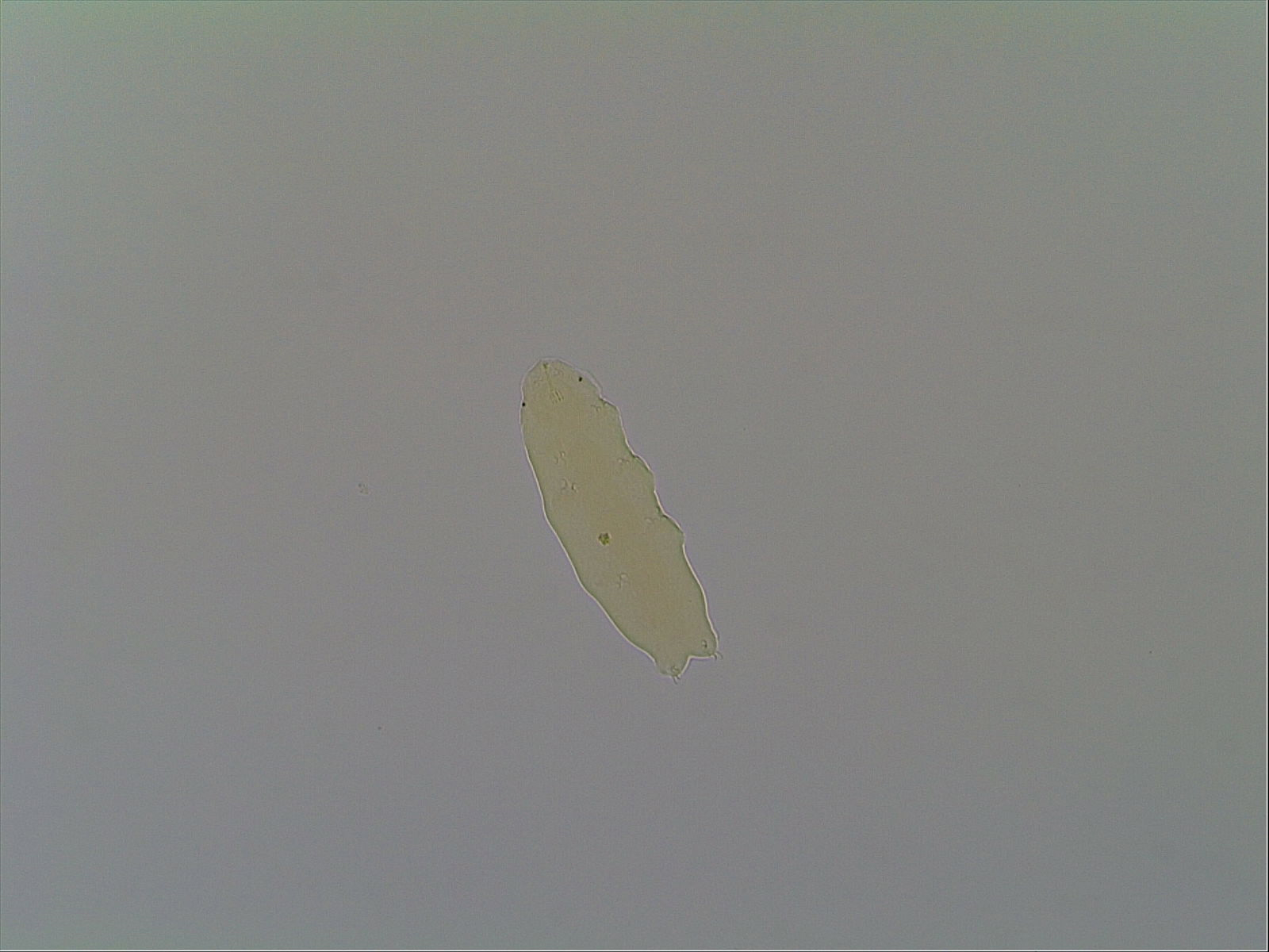 Hypsibius allisoni image