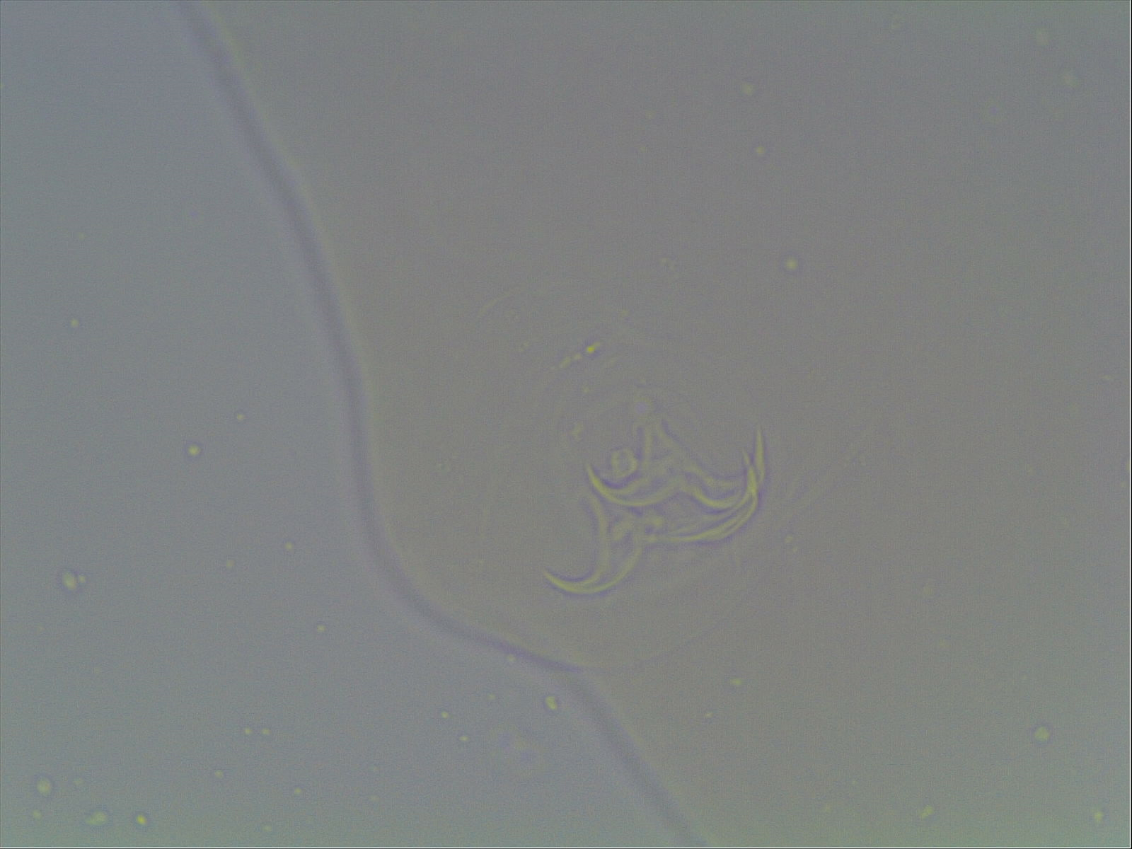 Hypsibius arcticus image