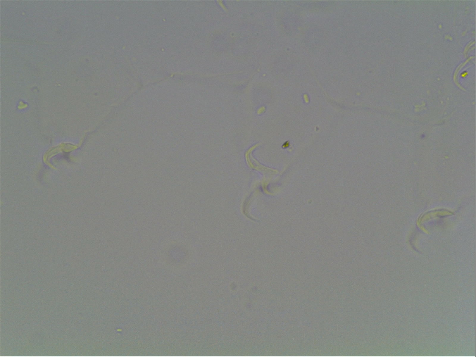 Hypsibius arcticus image