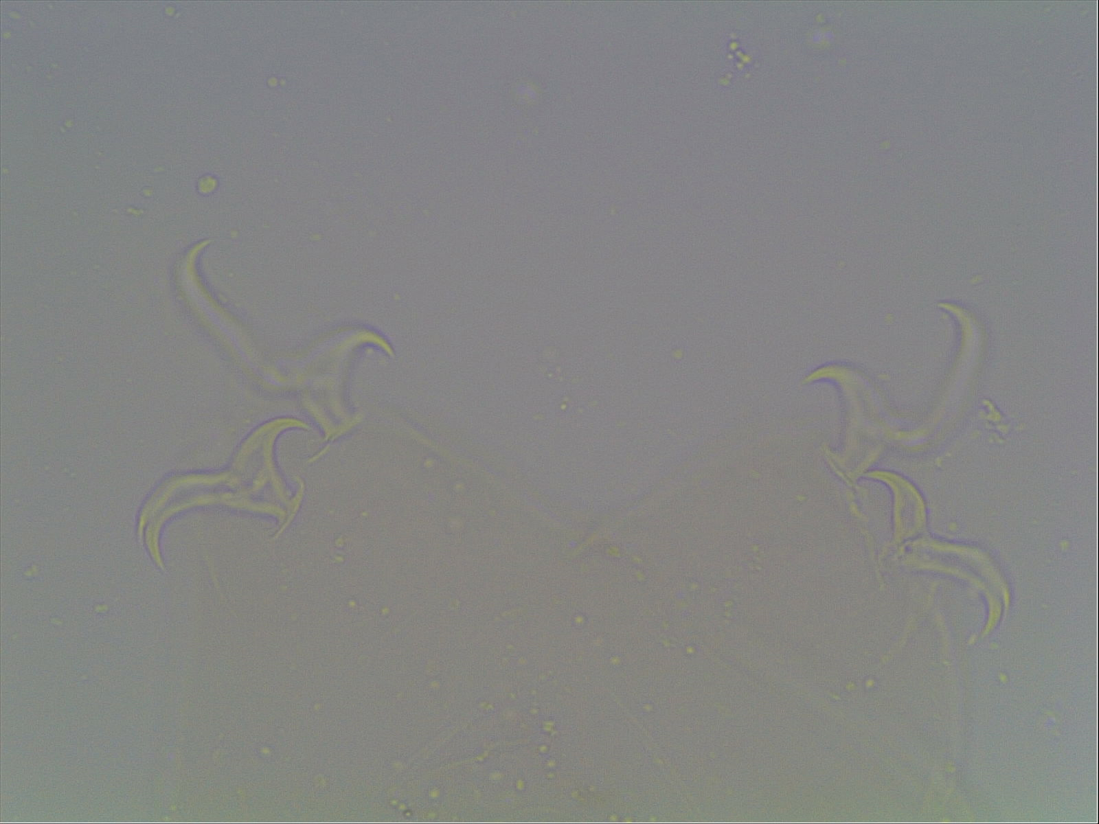 Hypsibius arcticus image