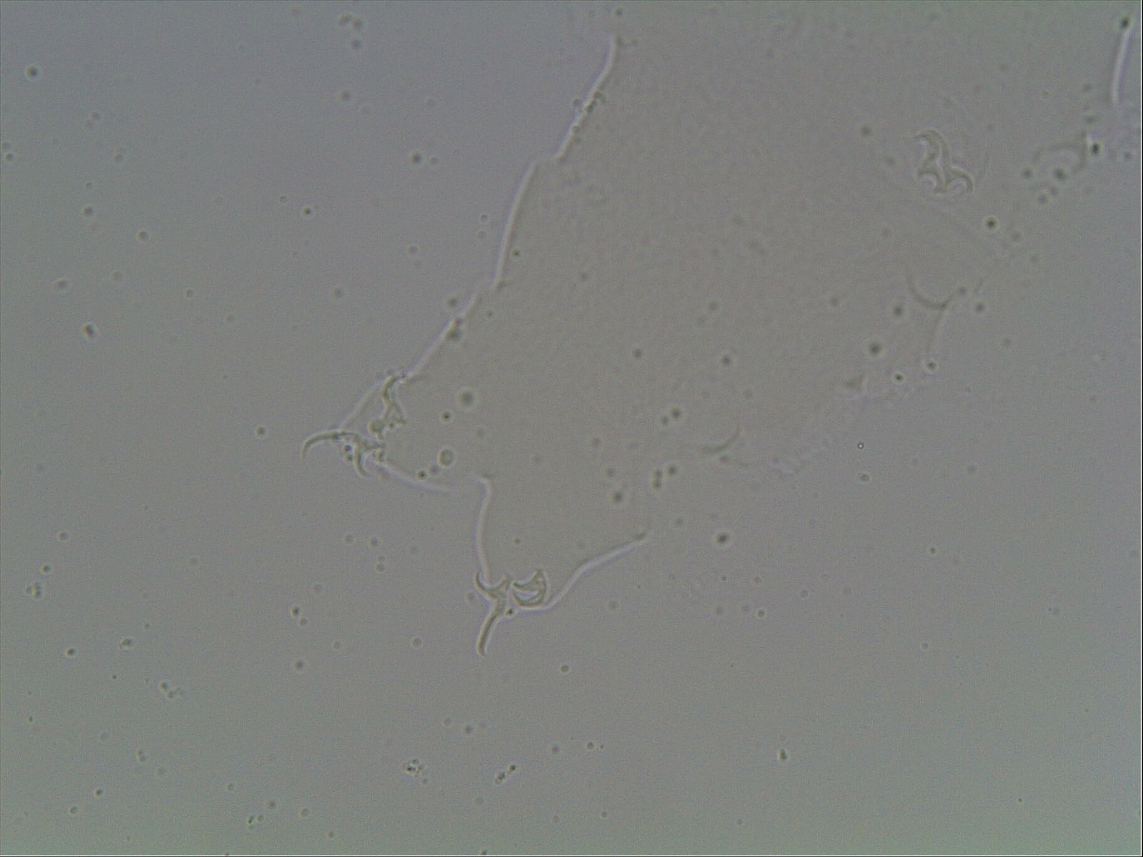 Hypsibius arcticus image