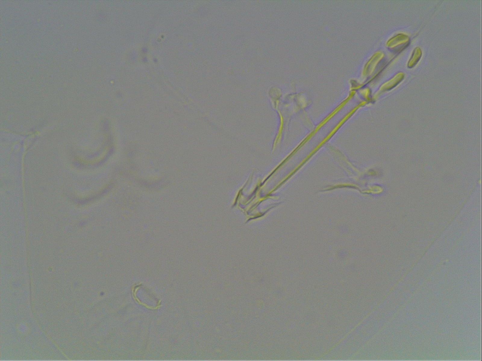 Hypsibius arcticus image