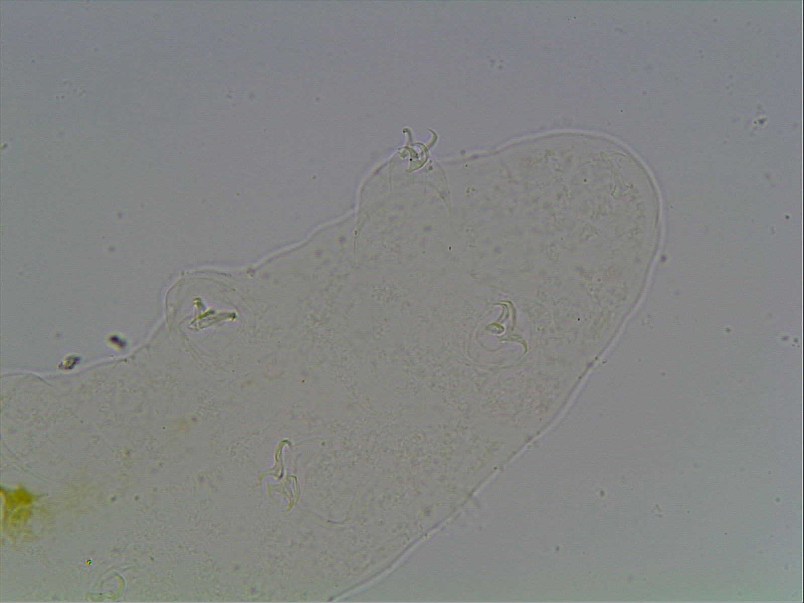Hypsibius arcticus image