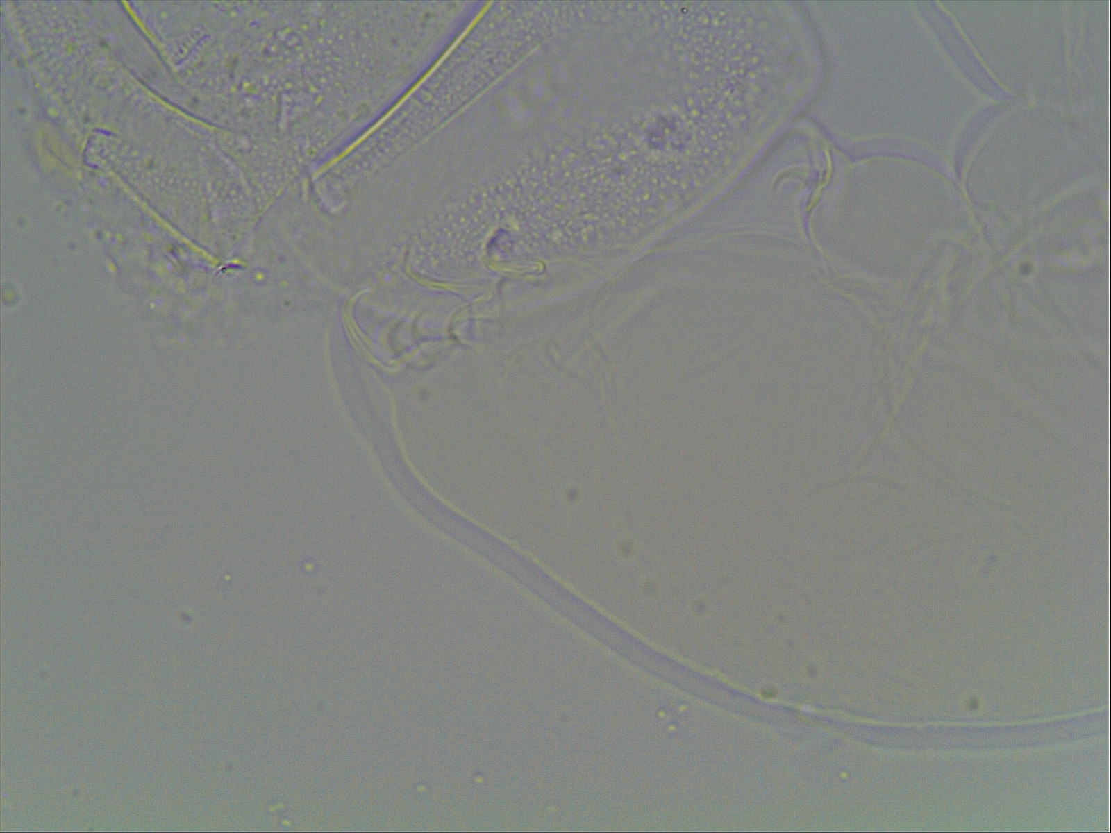 Hypsibius arcticus image