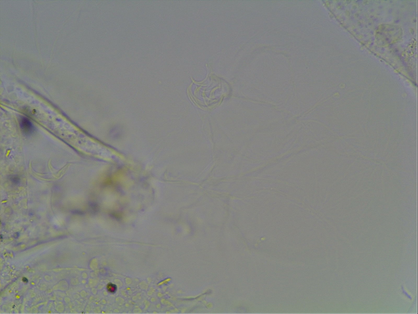 Hypsibius arcticus image