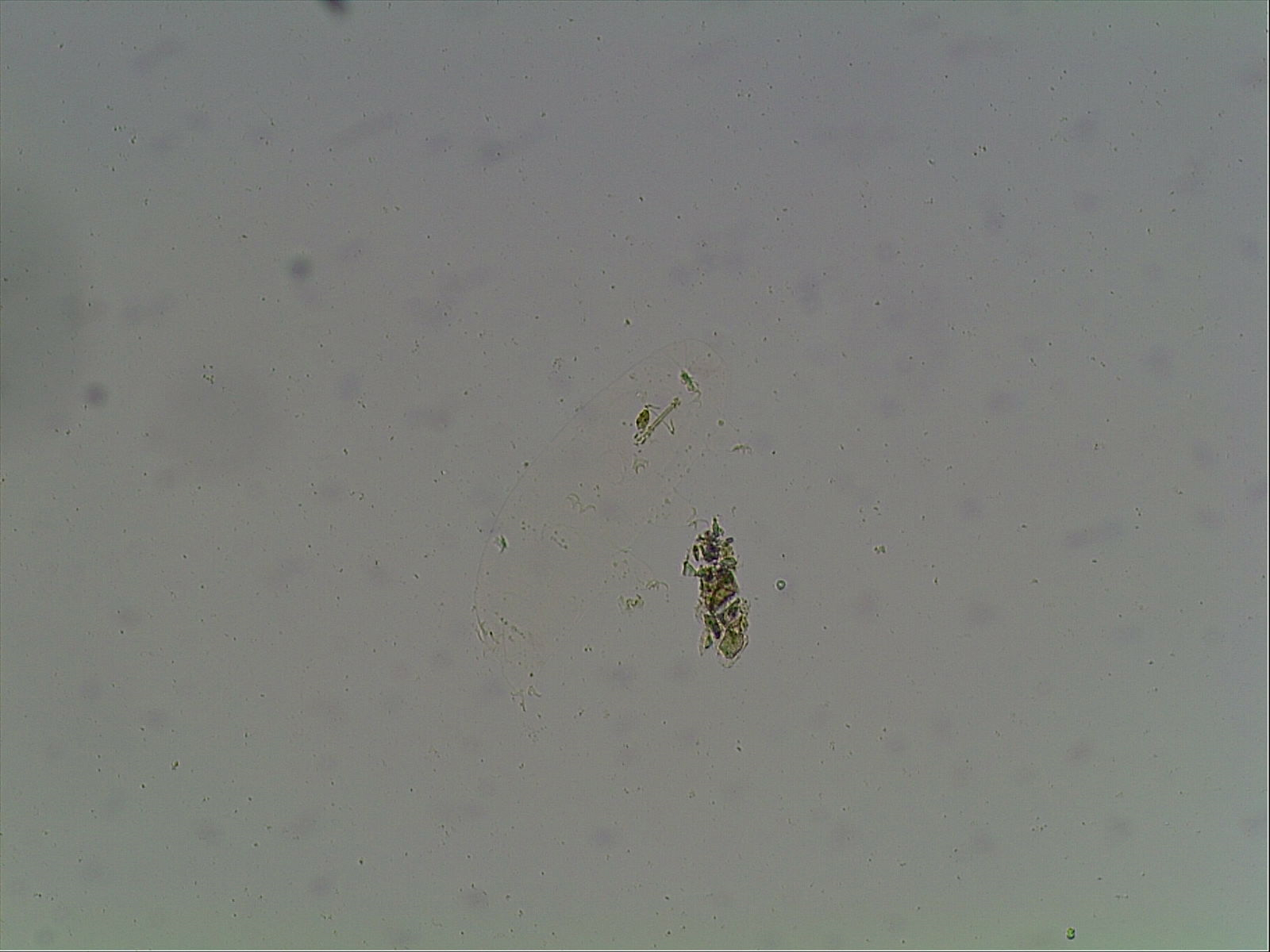 Hypsibius arcticus image