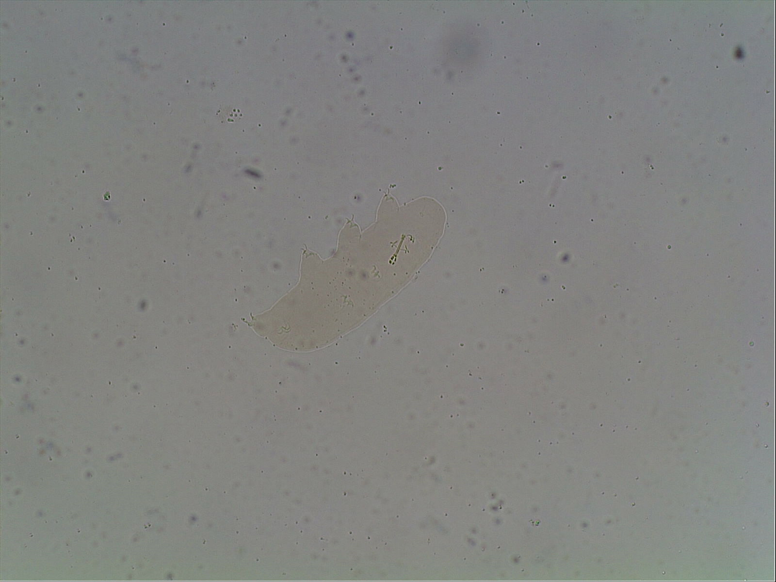 Hypsibius arcticus image