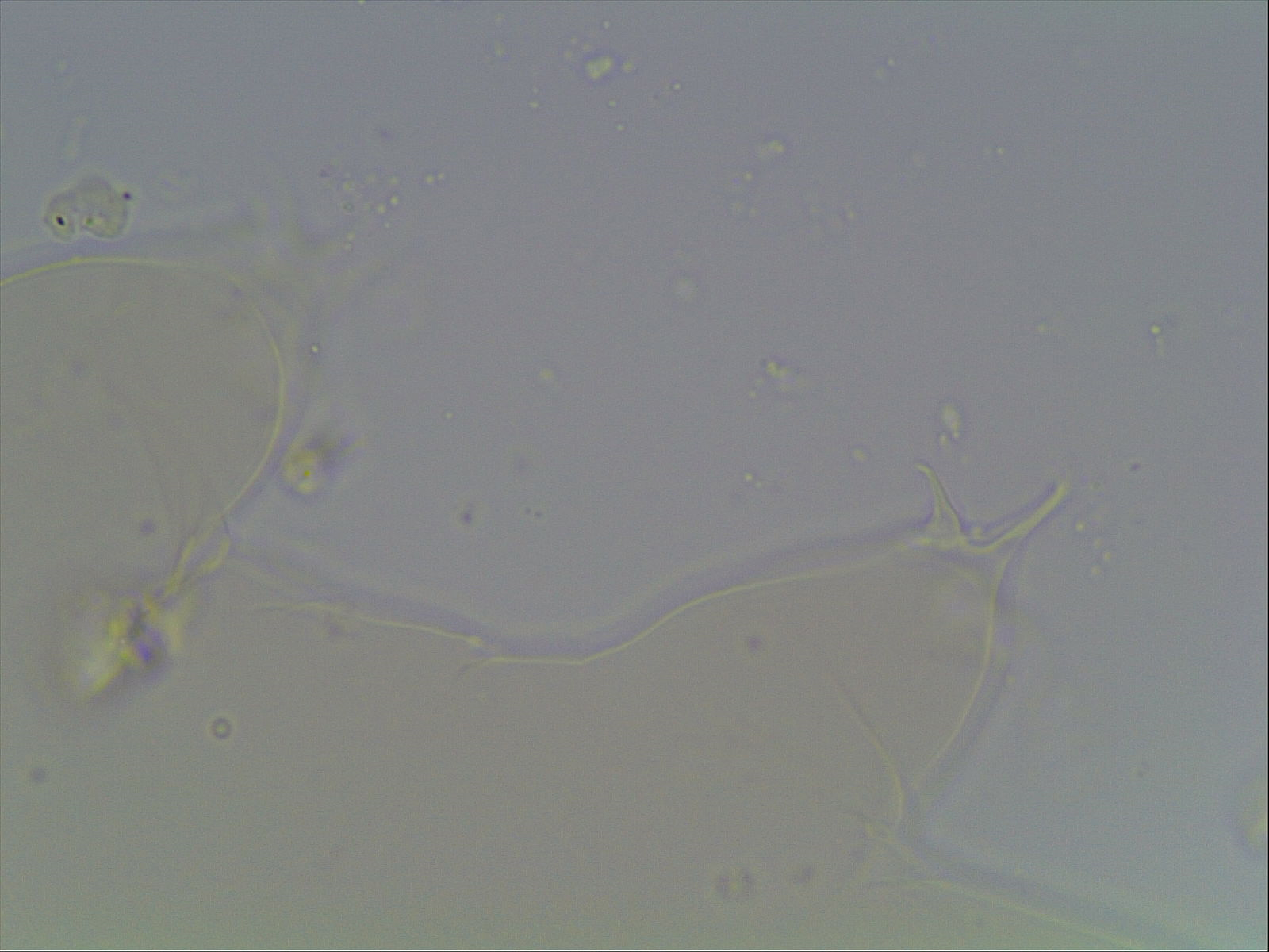 Hypsibius arcticus image