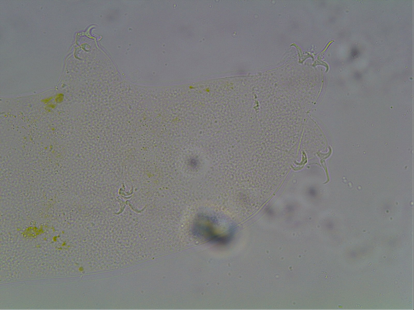 Hypsibius arcticus image
