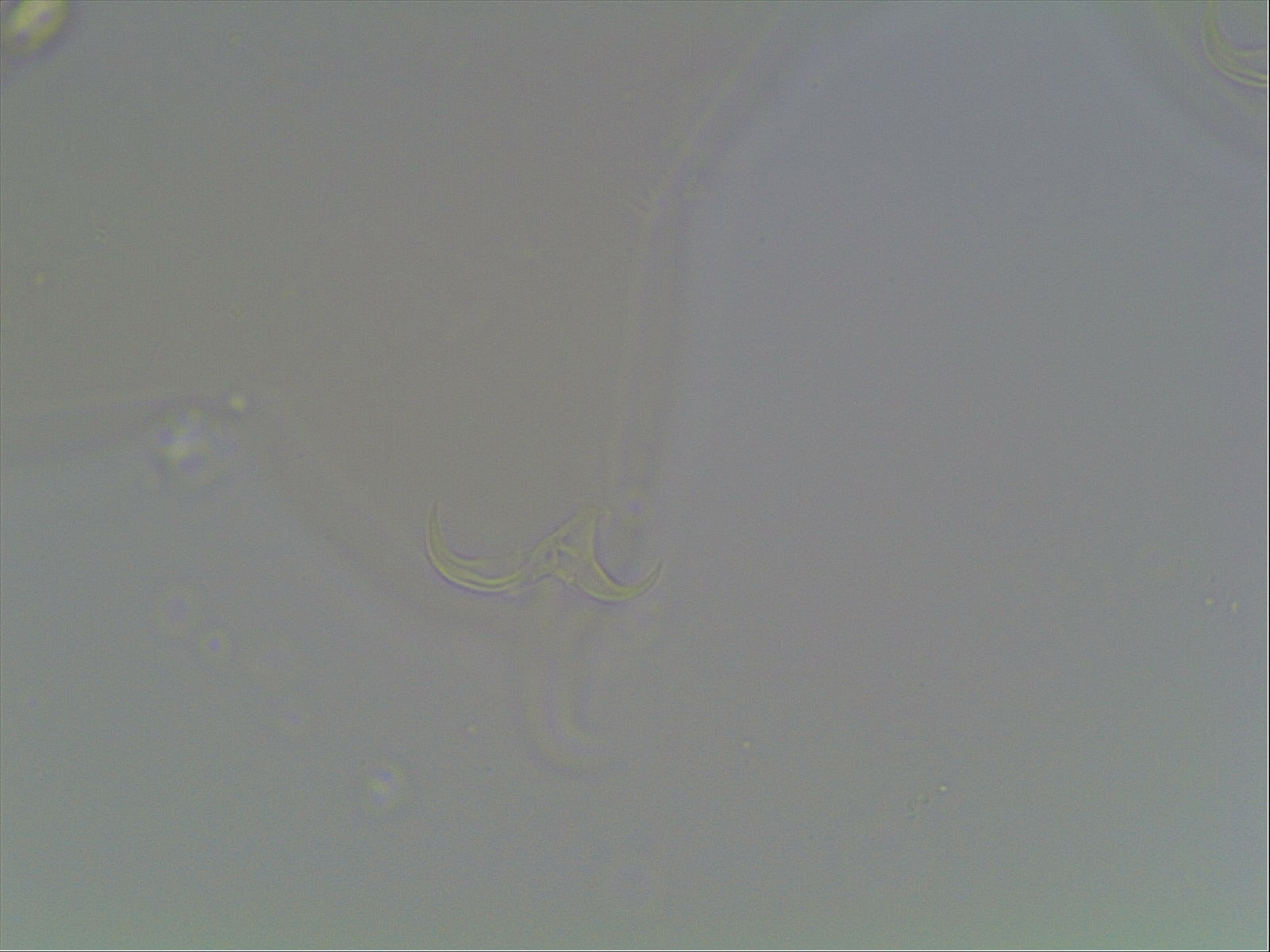 Hypsibius arcticus image