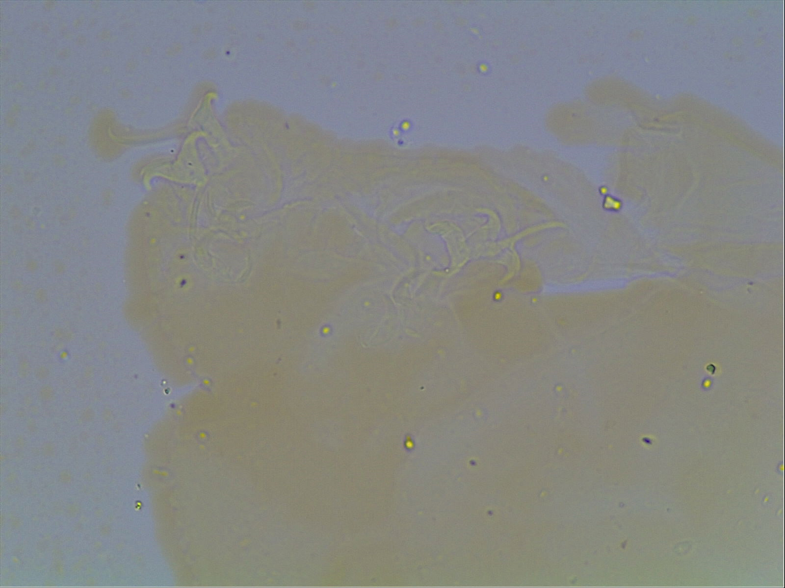 Hypsibius calcaratus image