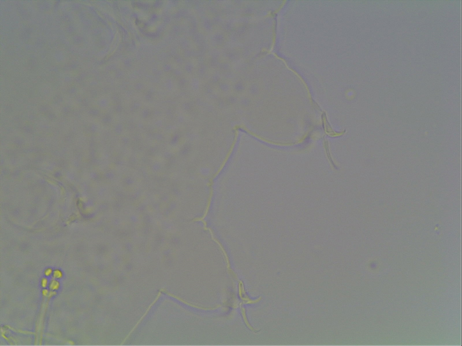 Hypsibius calcaratus image