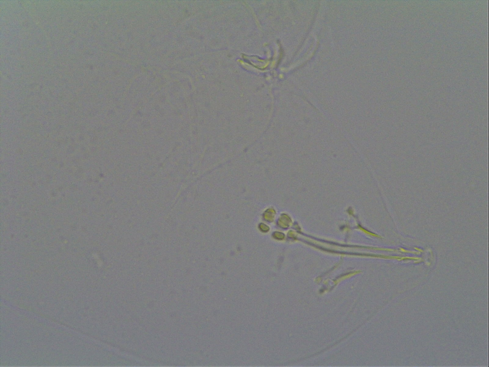 Hypsibius calcaratus image