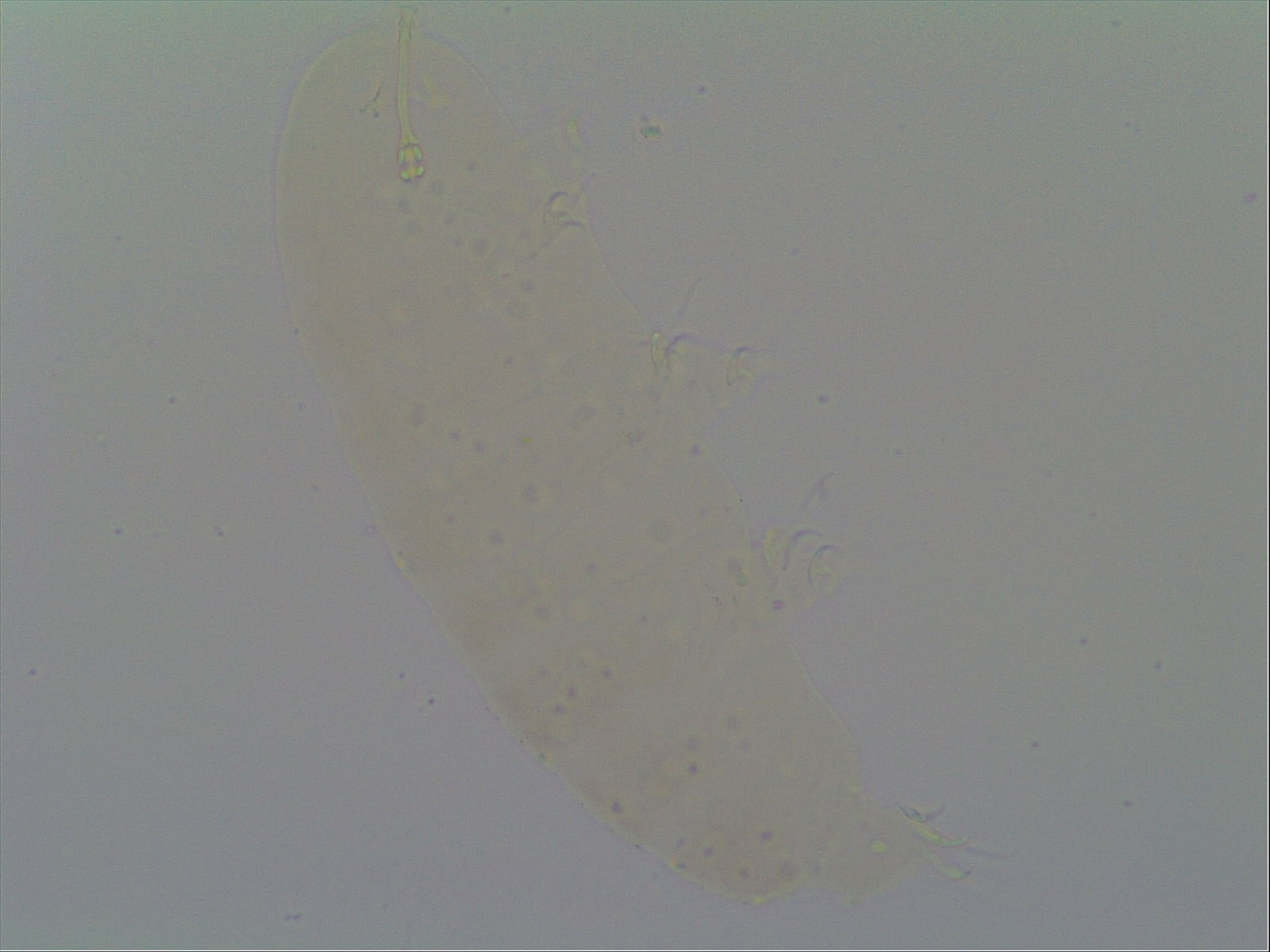 Hypsibius calcaratus image