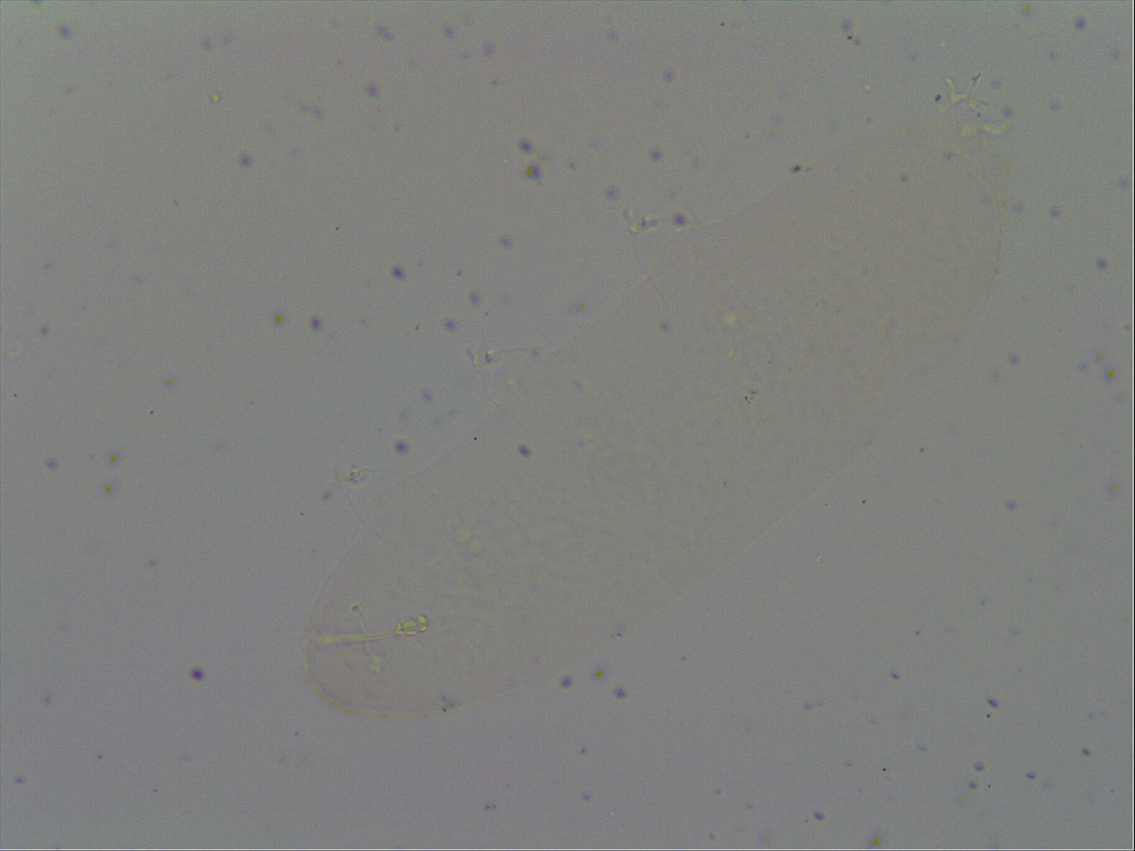 Hypsibius convergens image