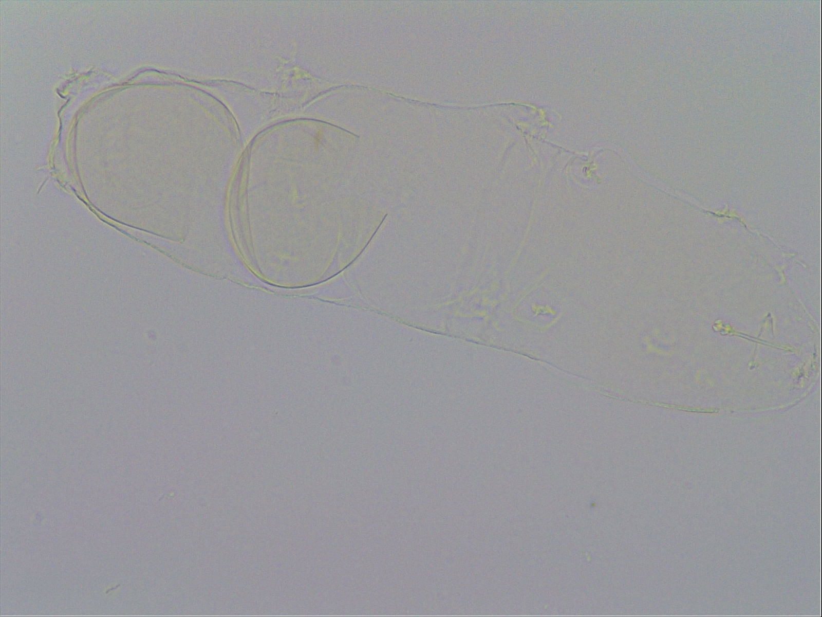 Hypsibius convergens image