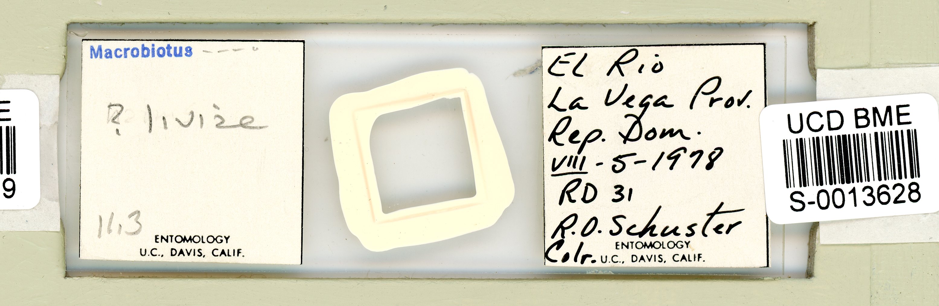 Mesobiotus liviae image