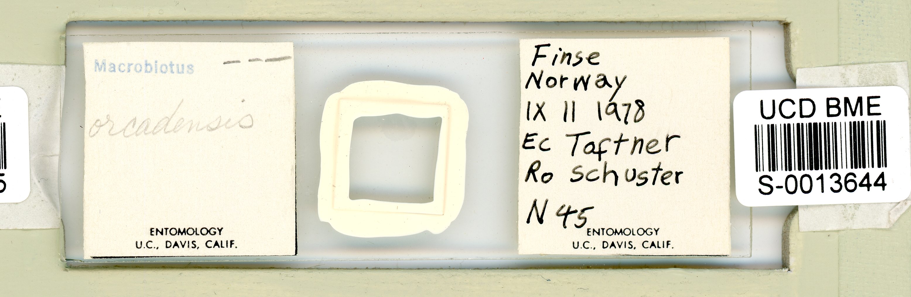 Mesobiotus orcadensis image
