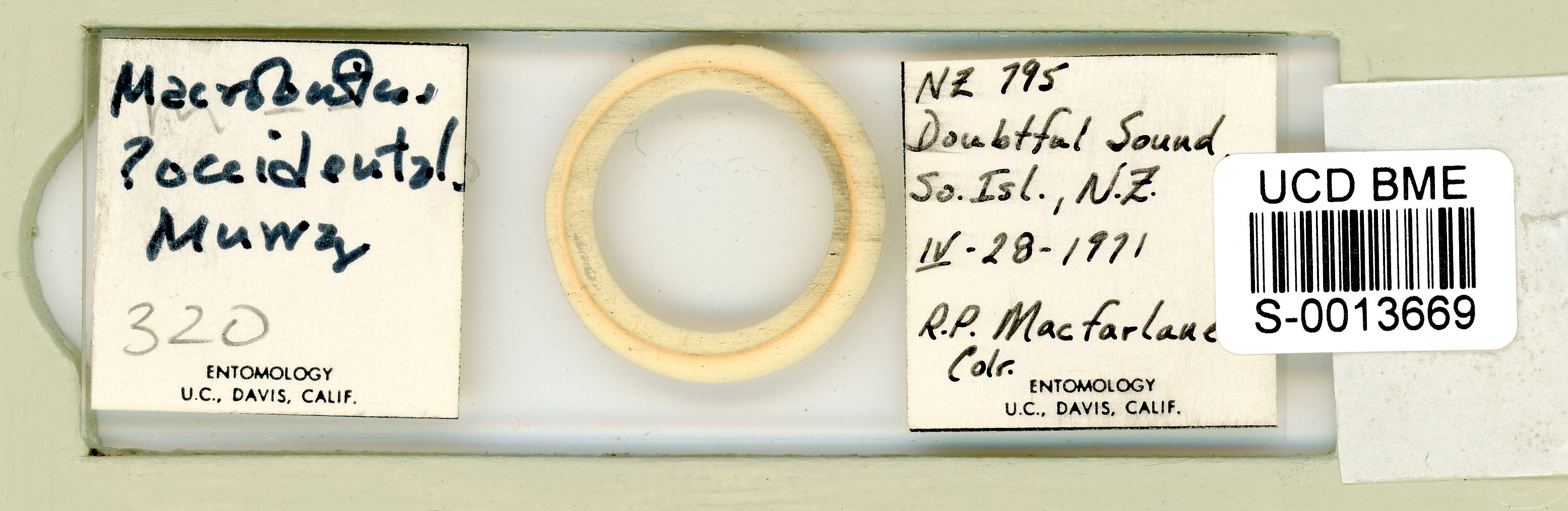 Macrobiotus occidentalis image