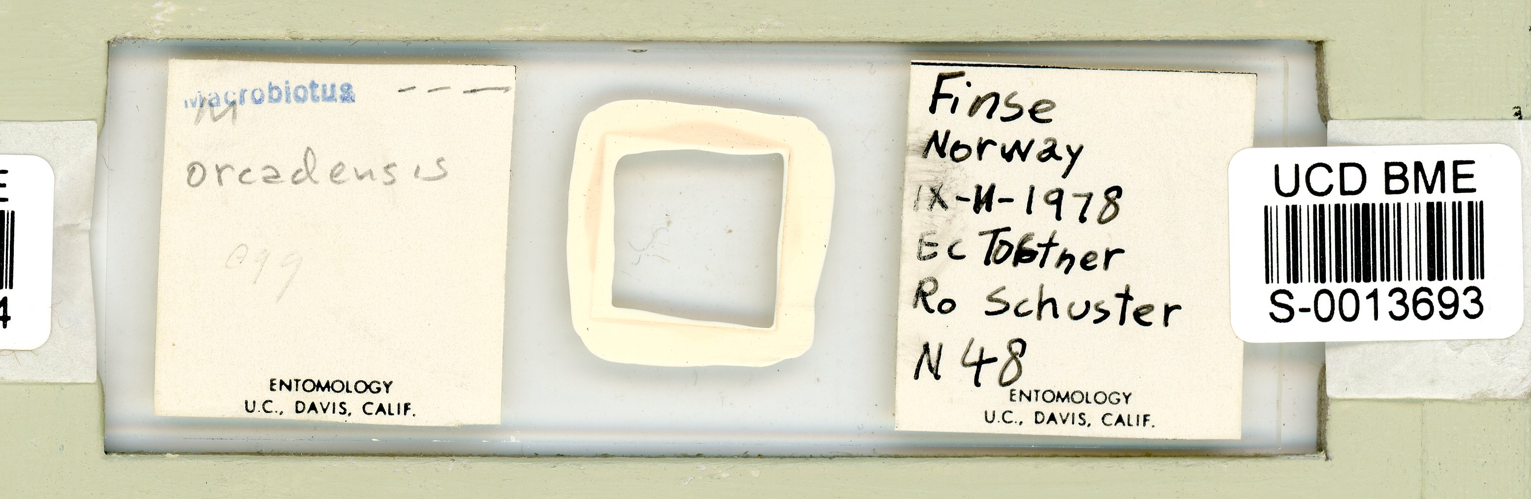 Mesobiotus orcadensis image