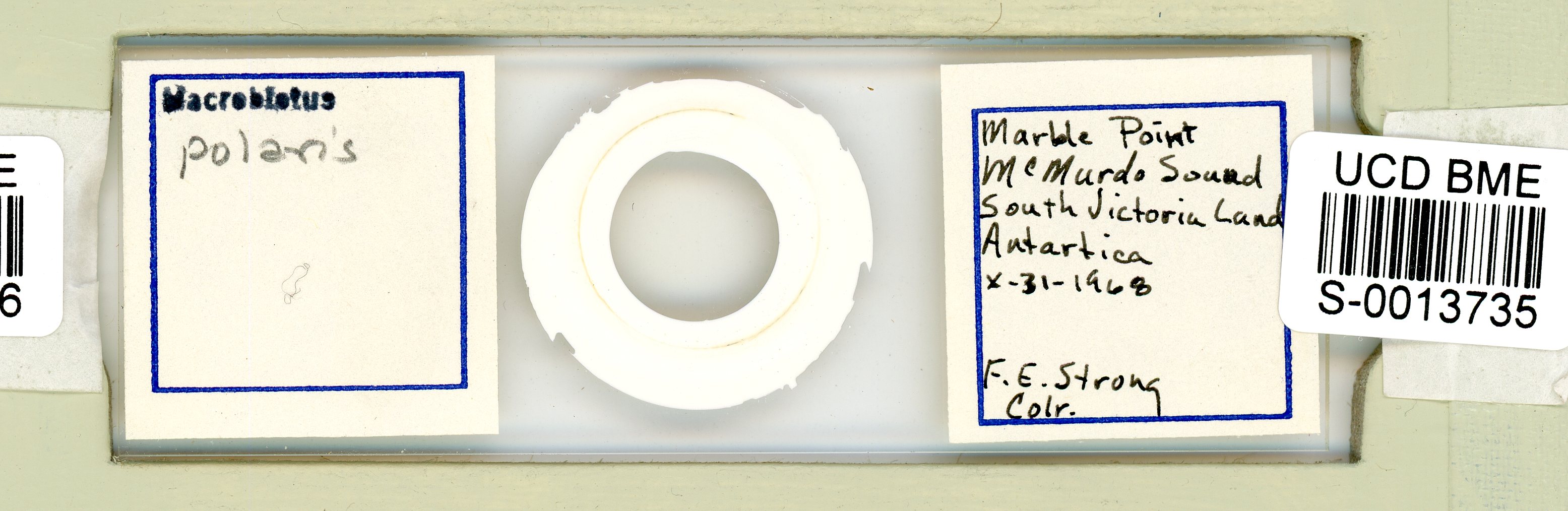 Mesobiotus polaris image