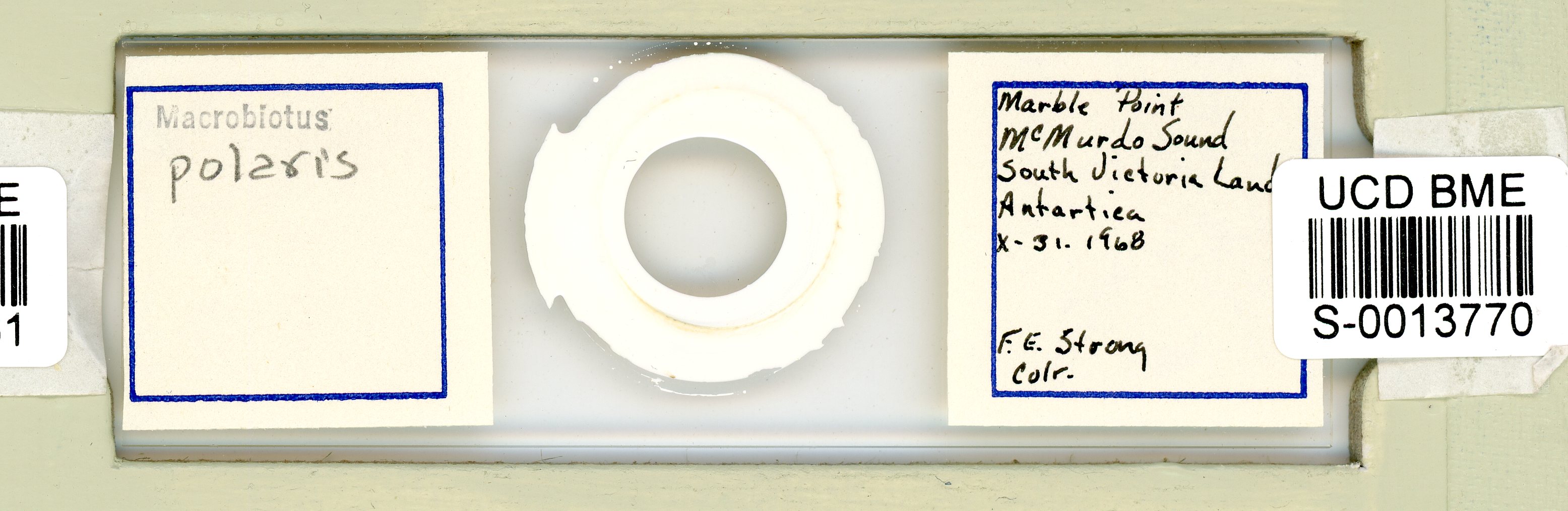 Mesobiotus polaris image