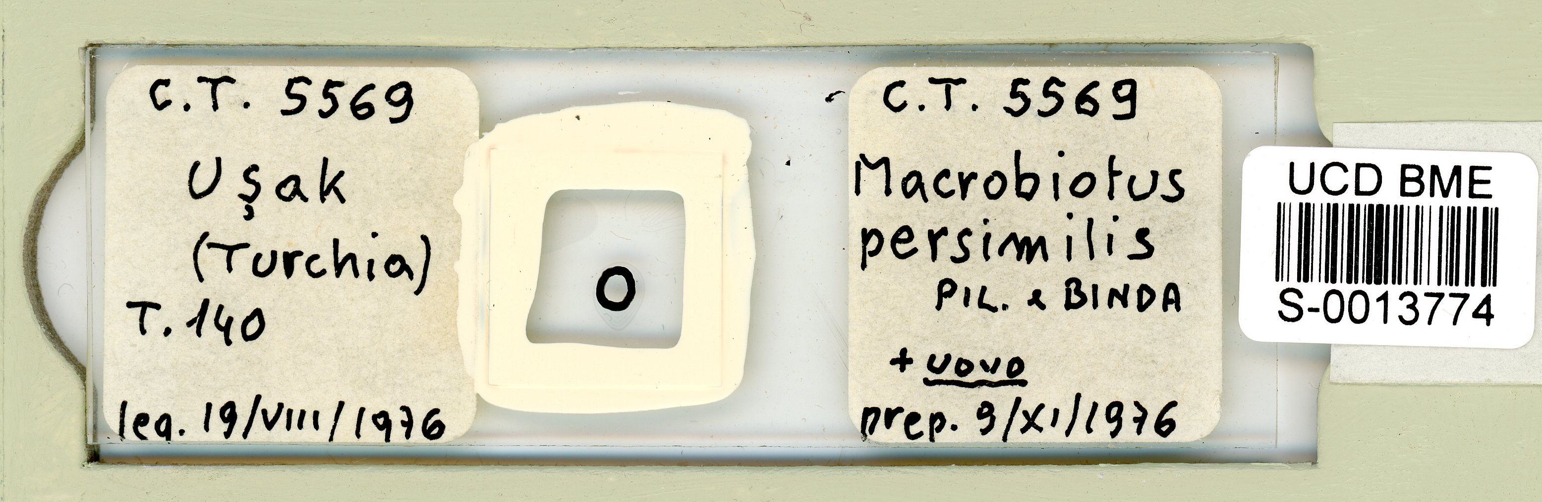 Macrobiotus persimilis image