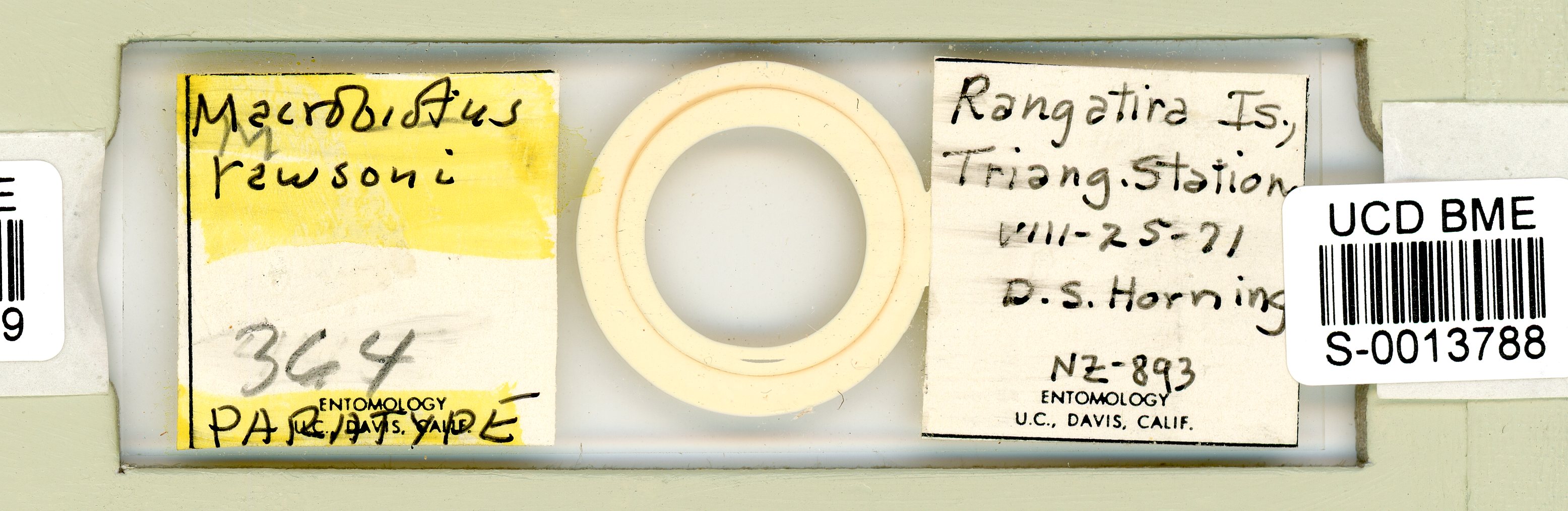 Macrobiotus rawsoni image