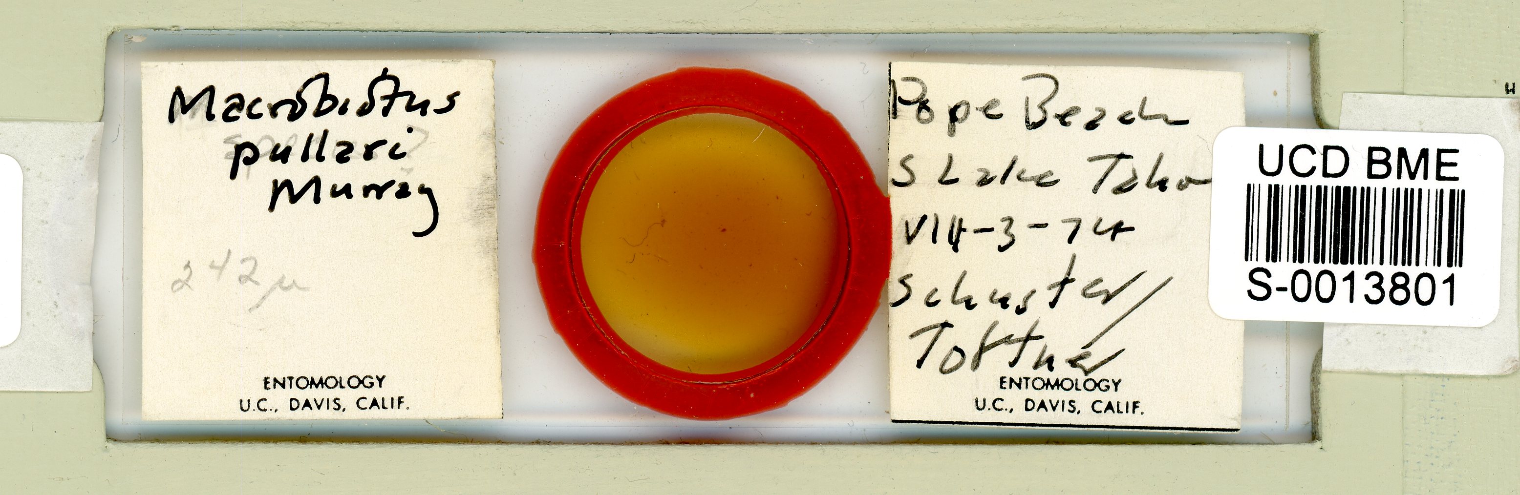 Murrayon pullari image