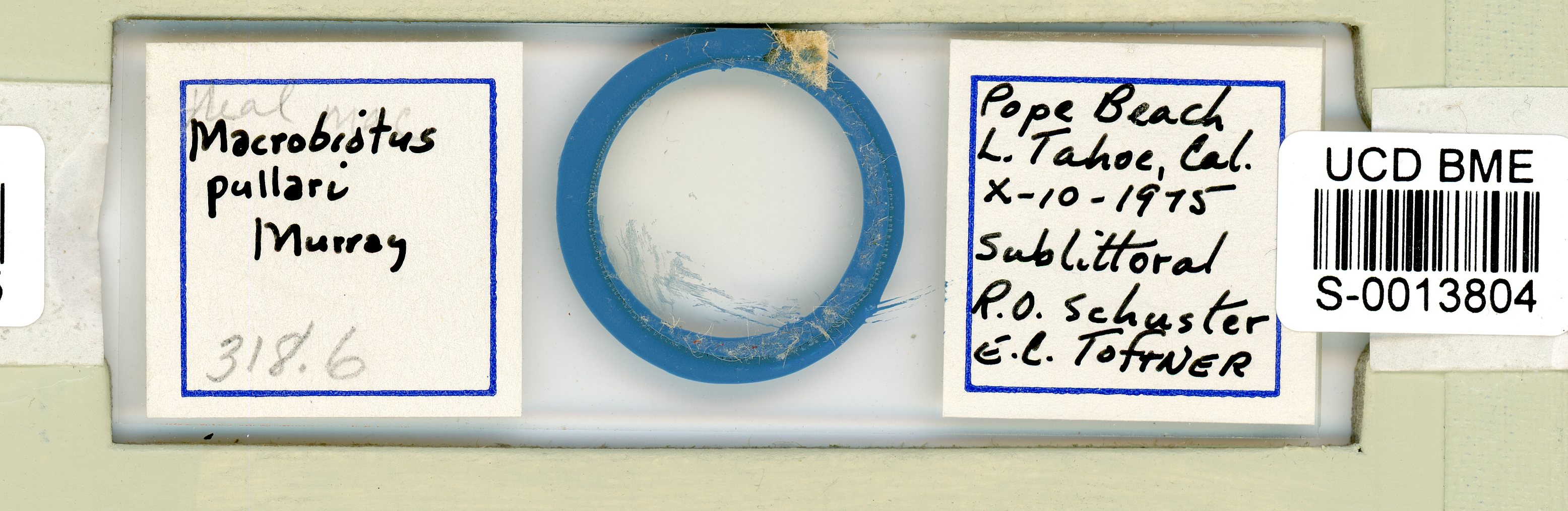 Murrayon pullari image