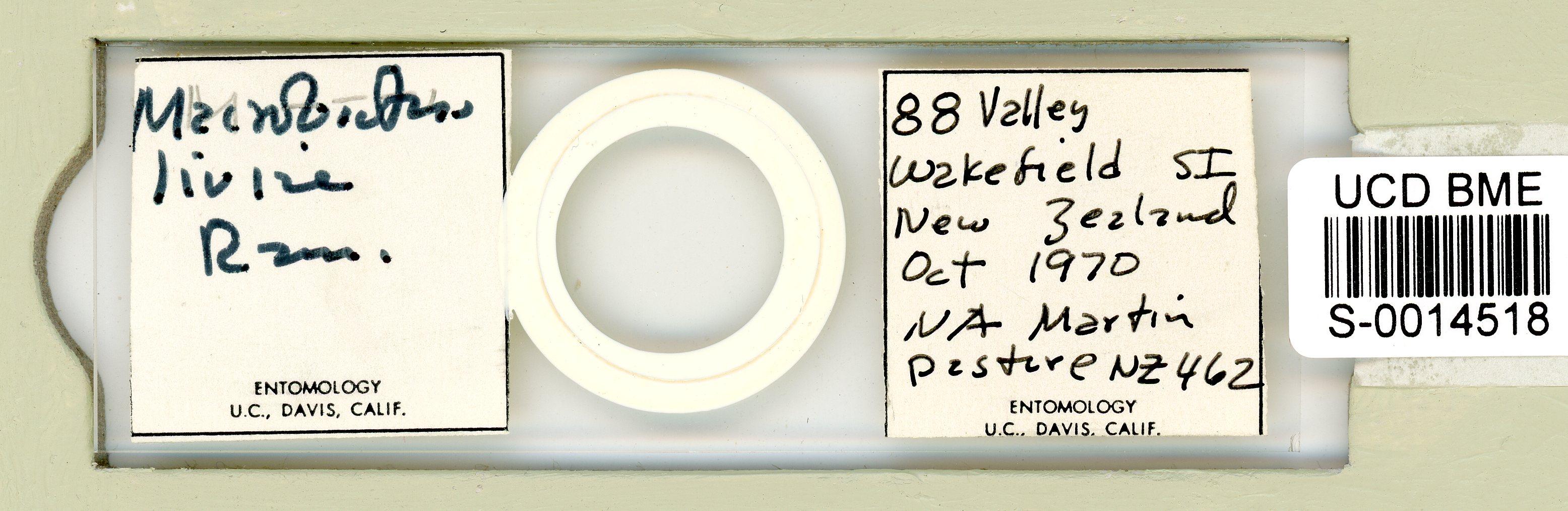 Mesobiotus liviae image