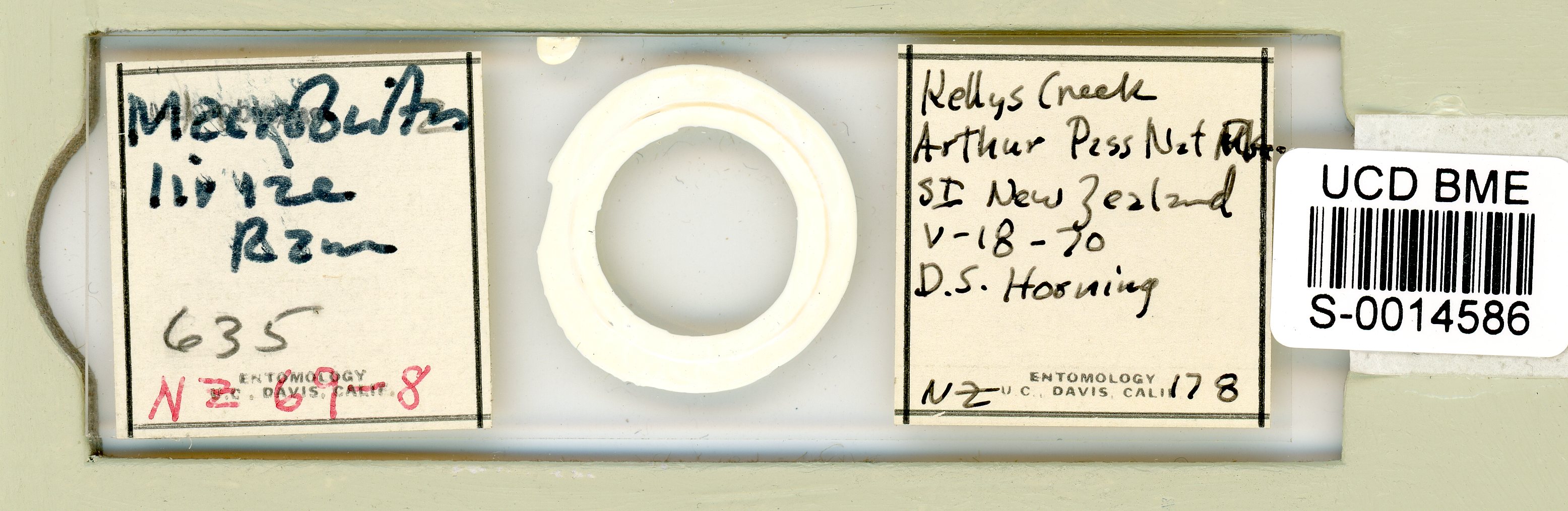 Mesobiotus liviae image