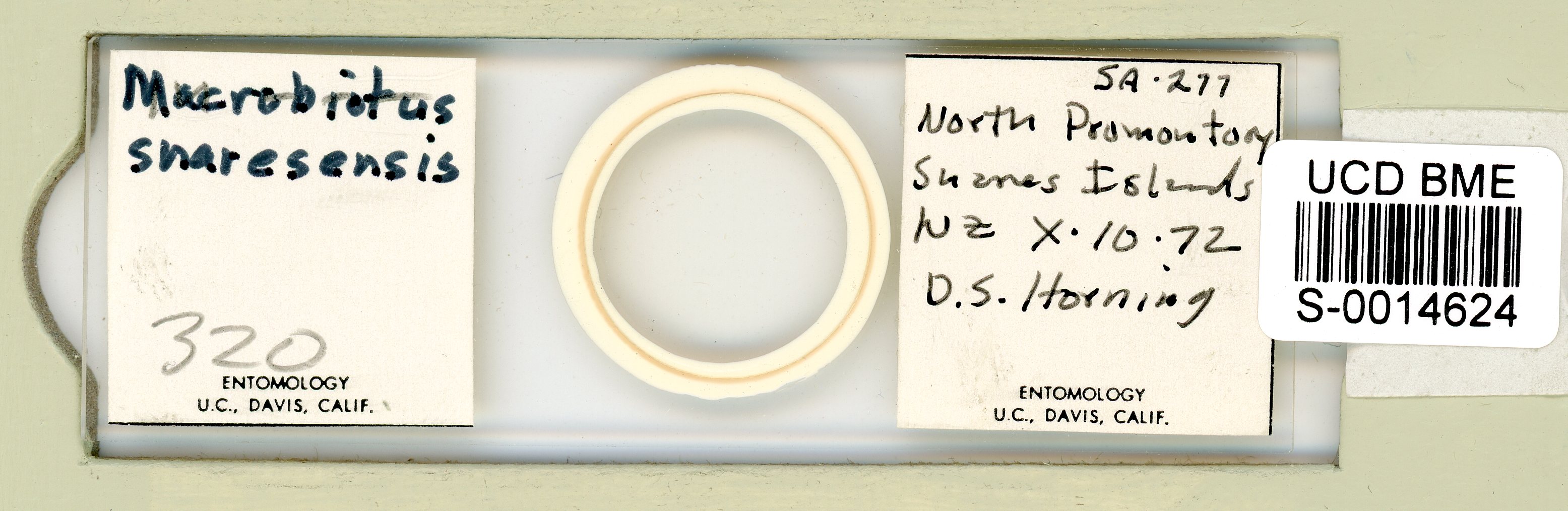 Mesobiotus snaresensis image