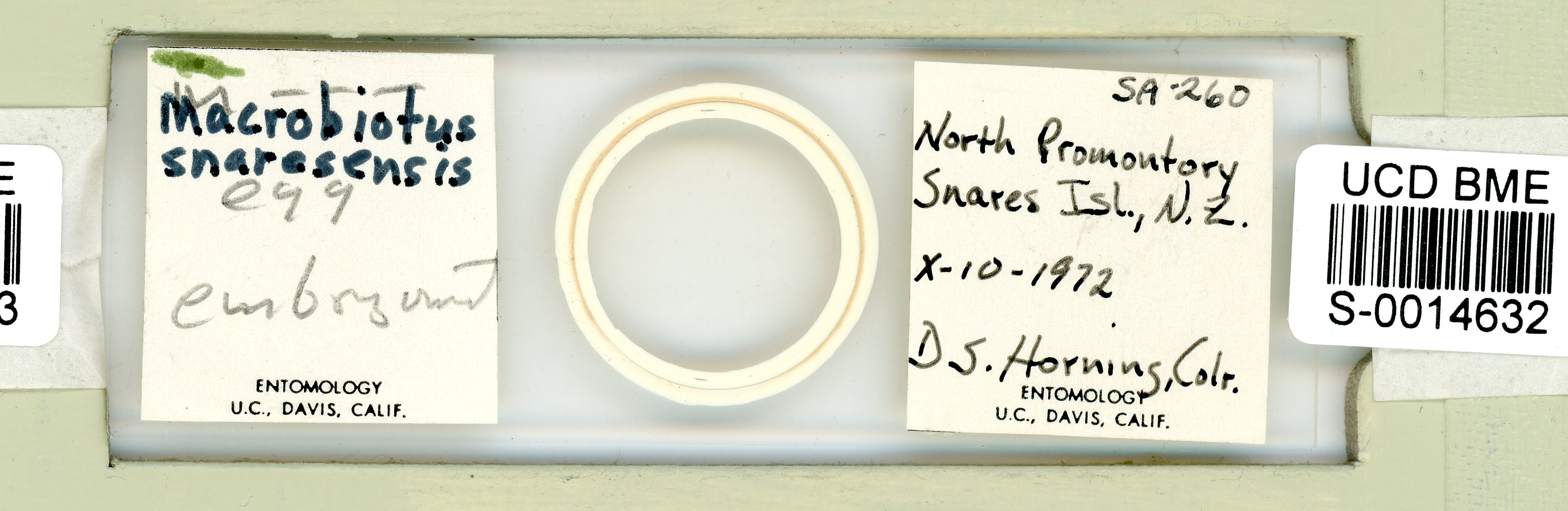 Mesobiotus snaresensis image