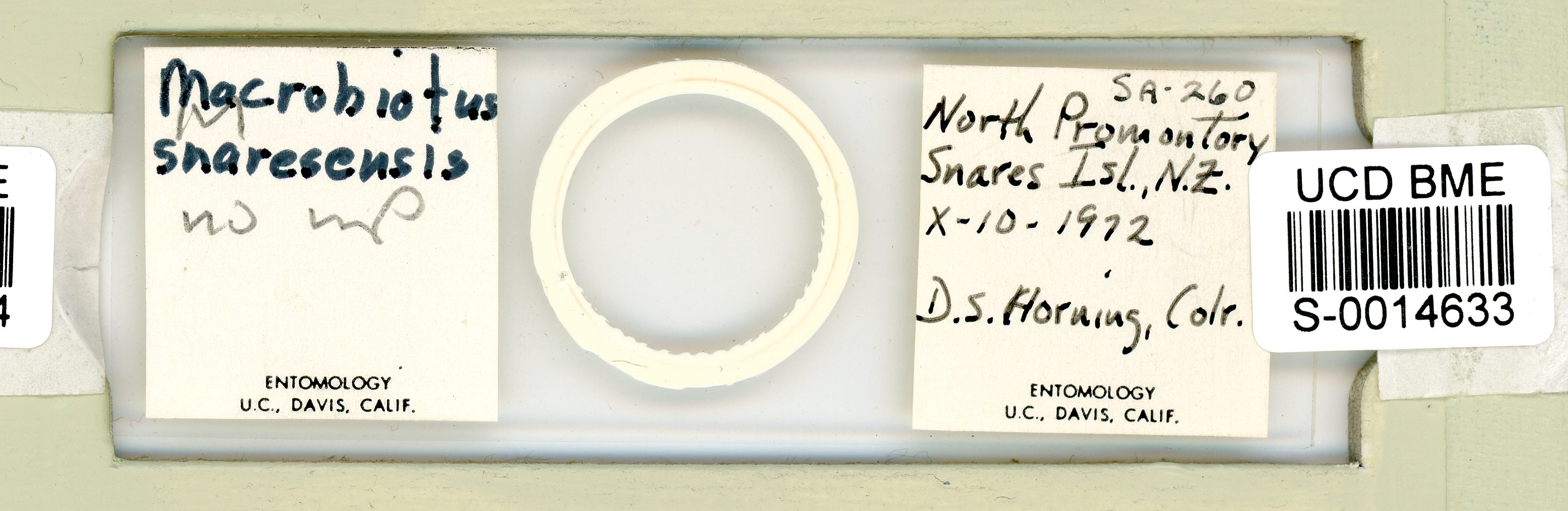 Mesobiotus snaresensis image