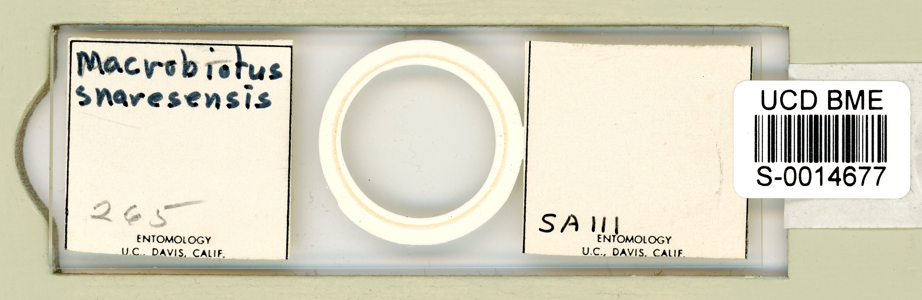 Mesobiotus snaresensis image