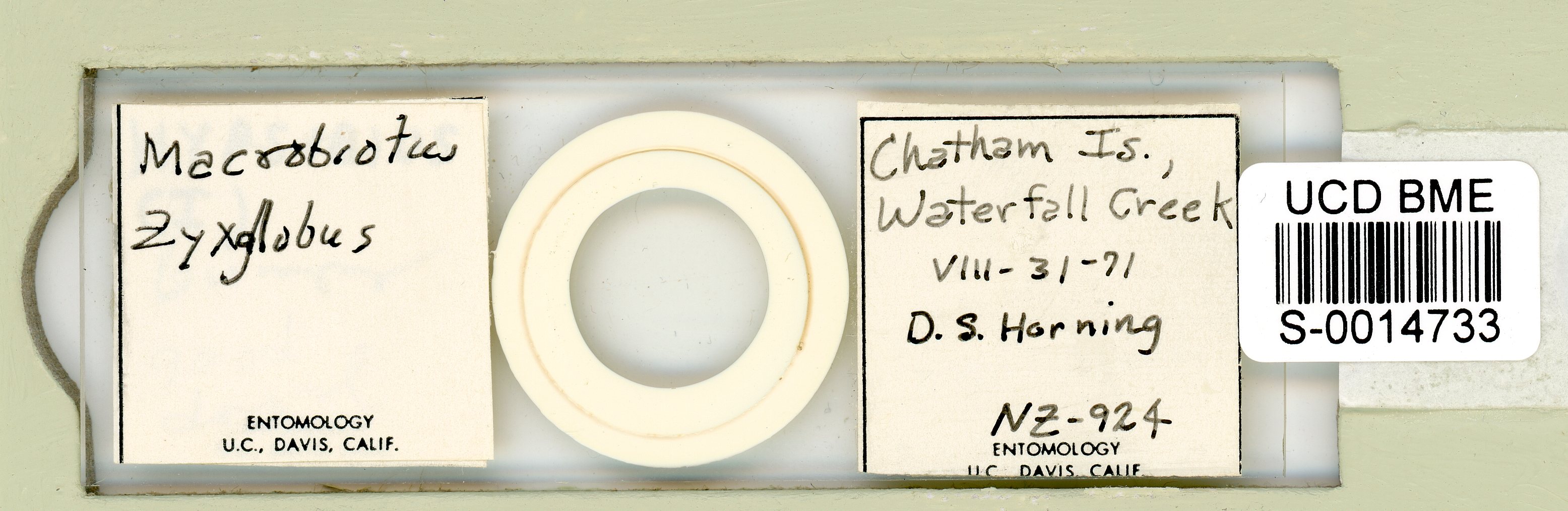 Doryphoribius zyxiglobus image