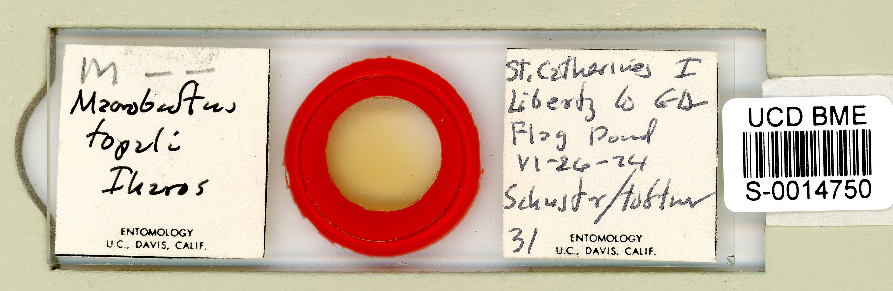 Macrobiotus topali image