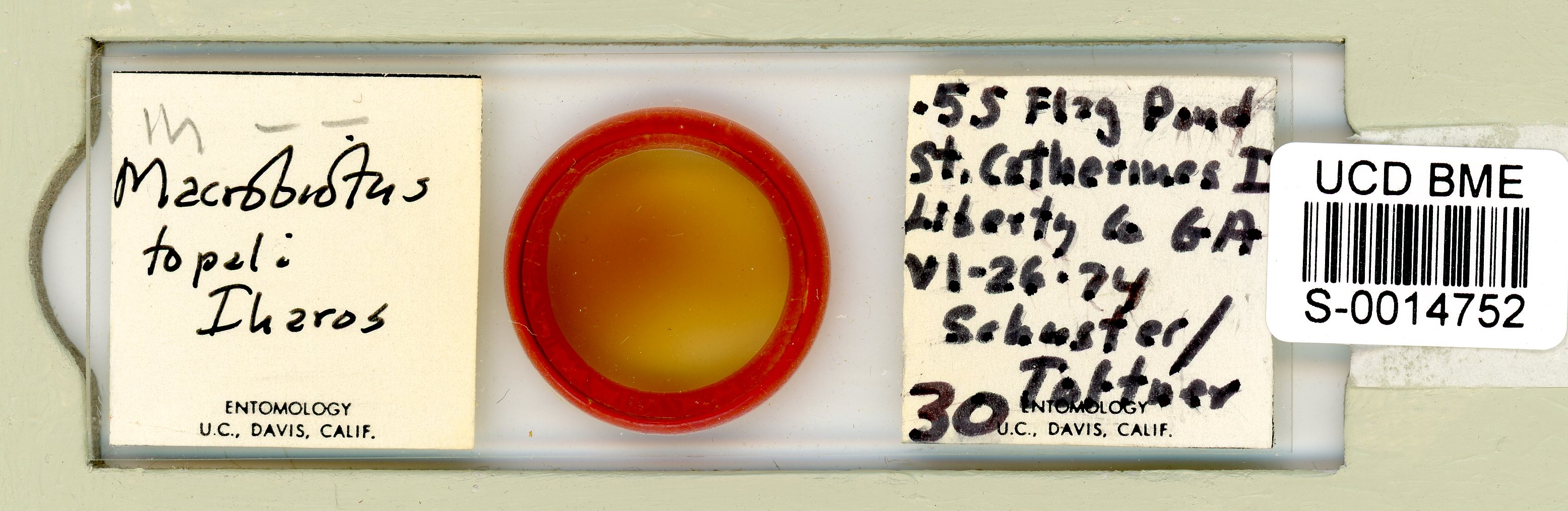 Macrobiotus topali image