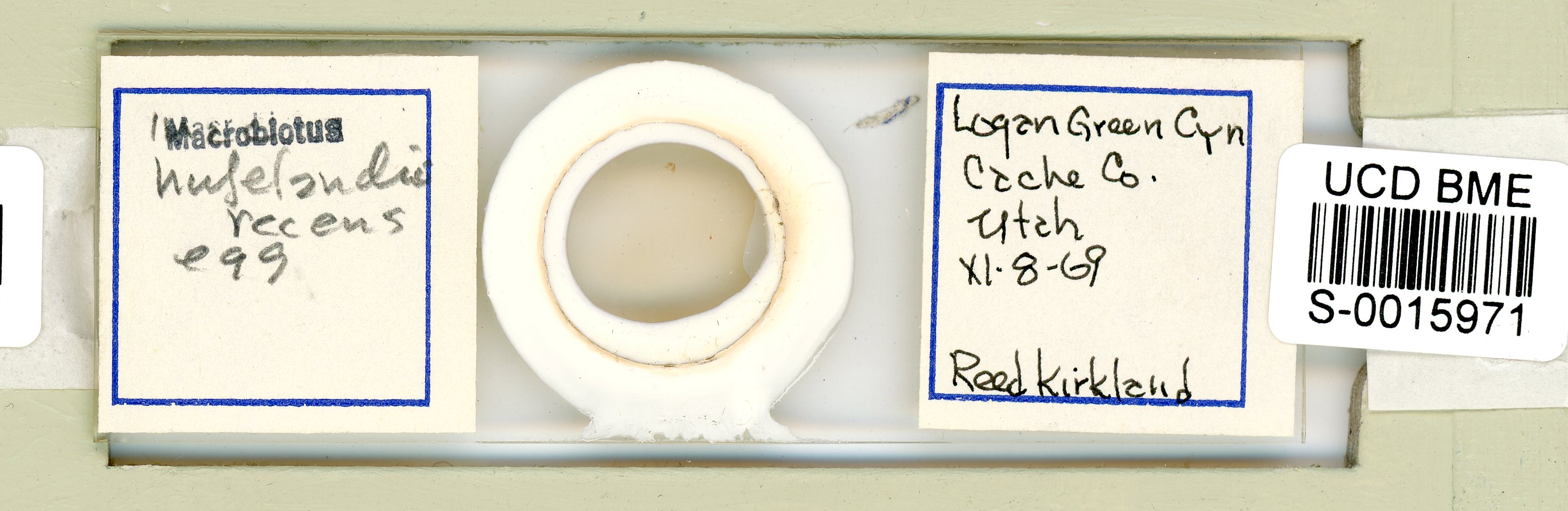 Macrobiotus recens image